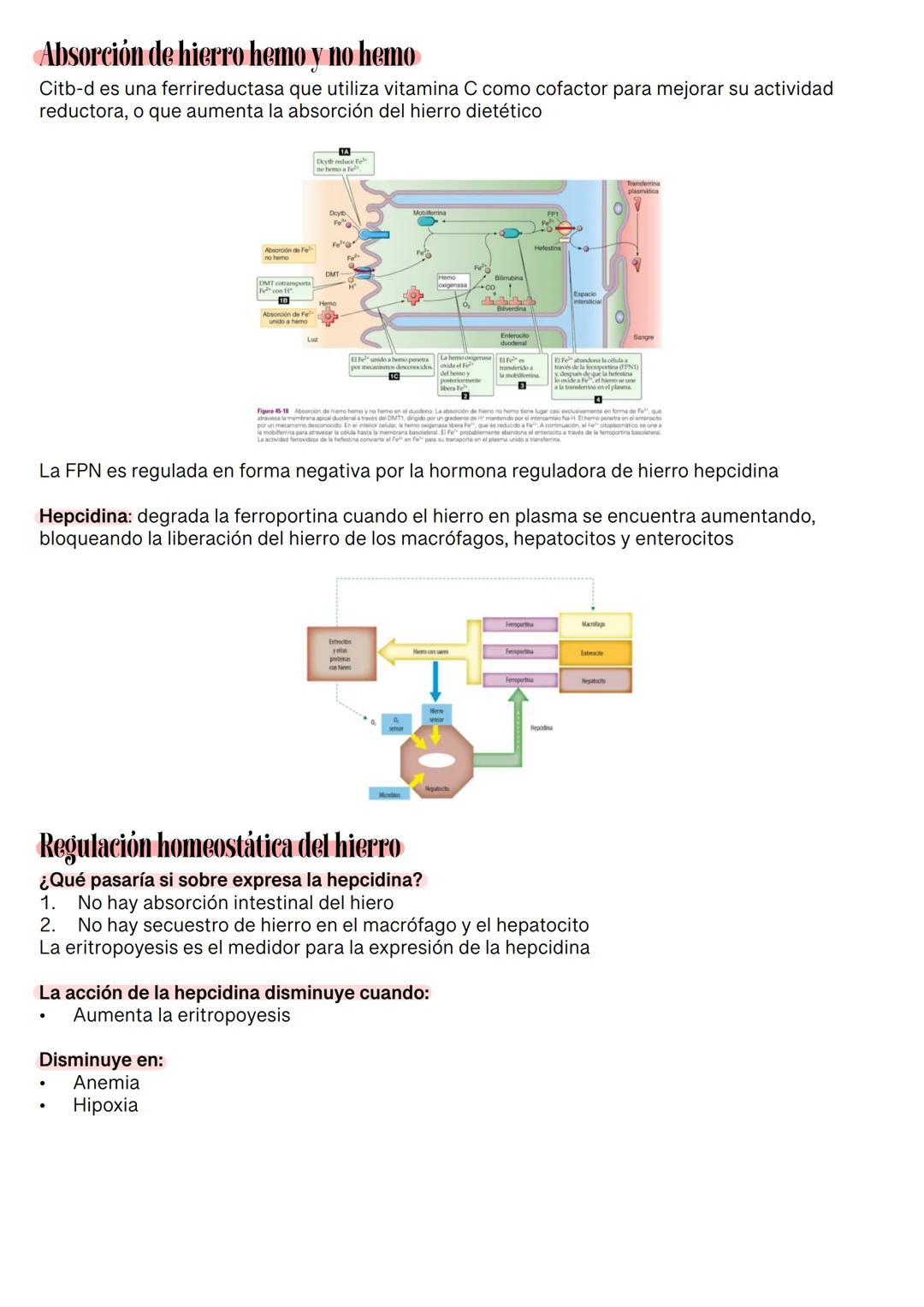 Fisiología de la Sangre
La sangre es un tejido que fluye por todo el sistema. El plasma está constituido en un 92% de
agua lo cual hace que