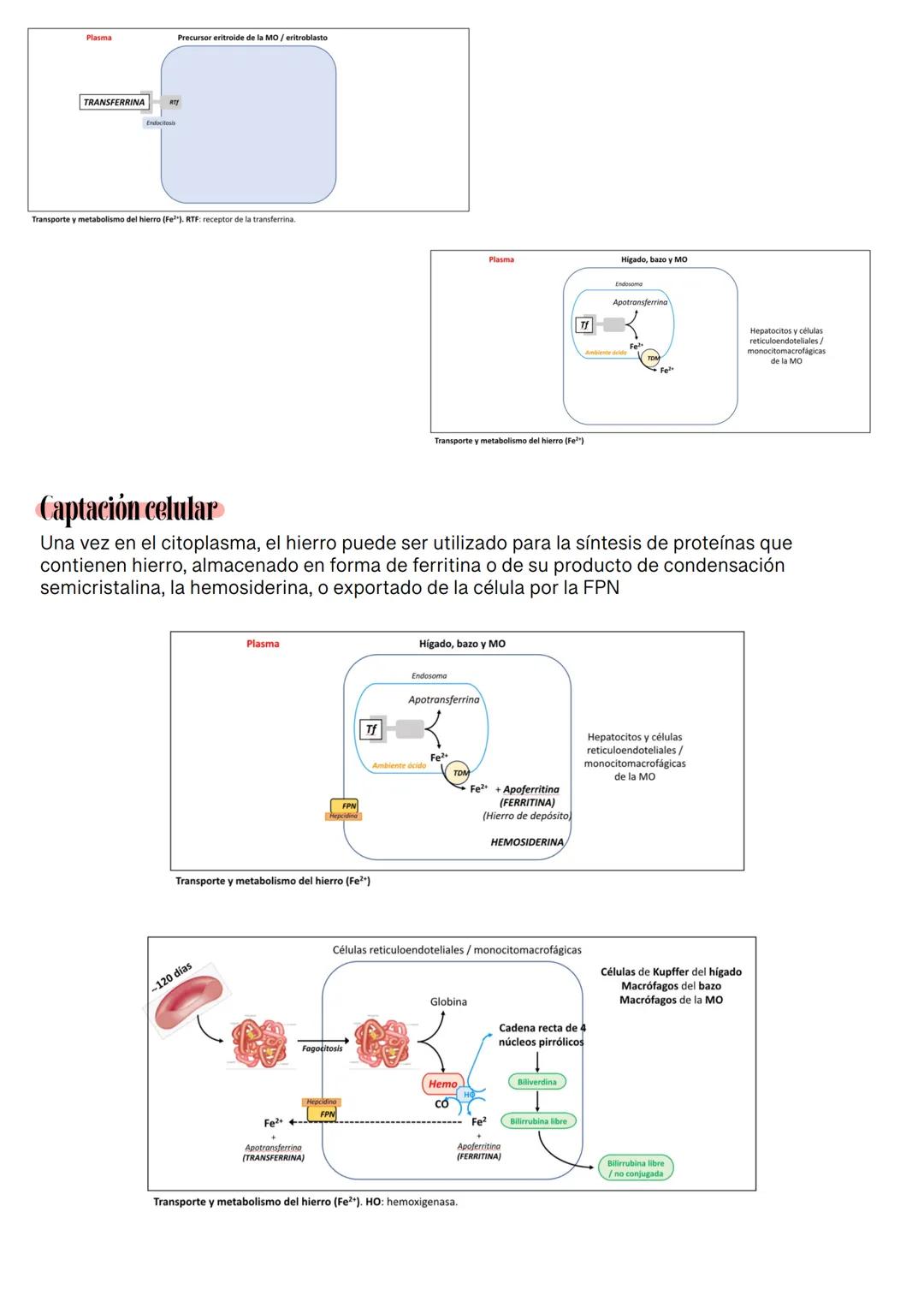 Fisiología de la Sangre
La sangre es un tejido que fluye por todo el sistema. El plasma está constituido en un 92% de
agua lo cual hace que