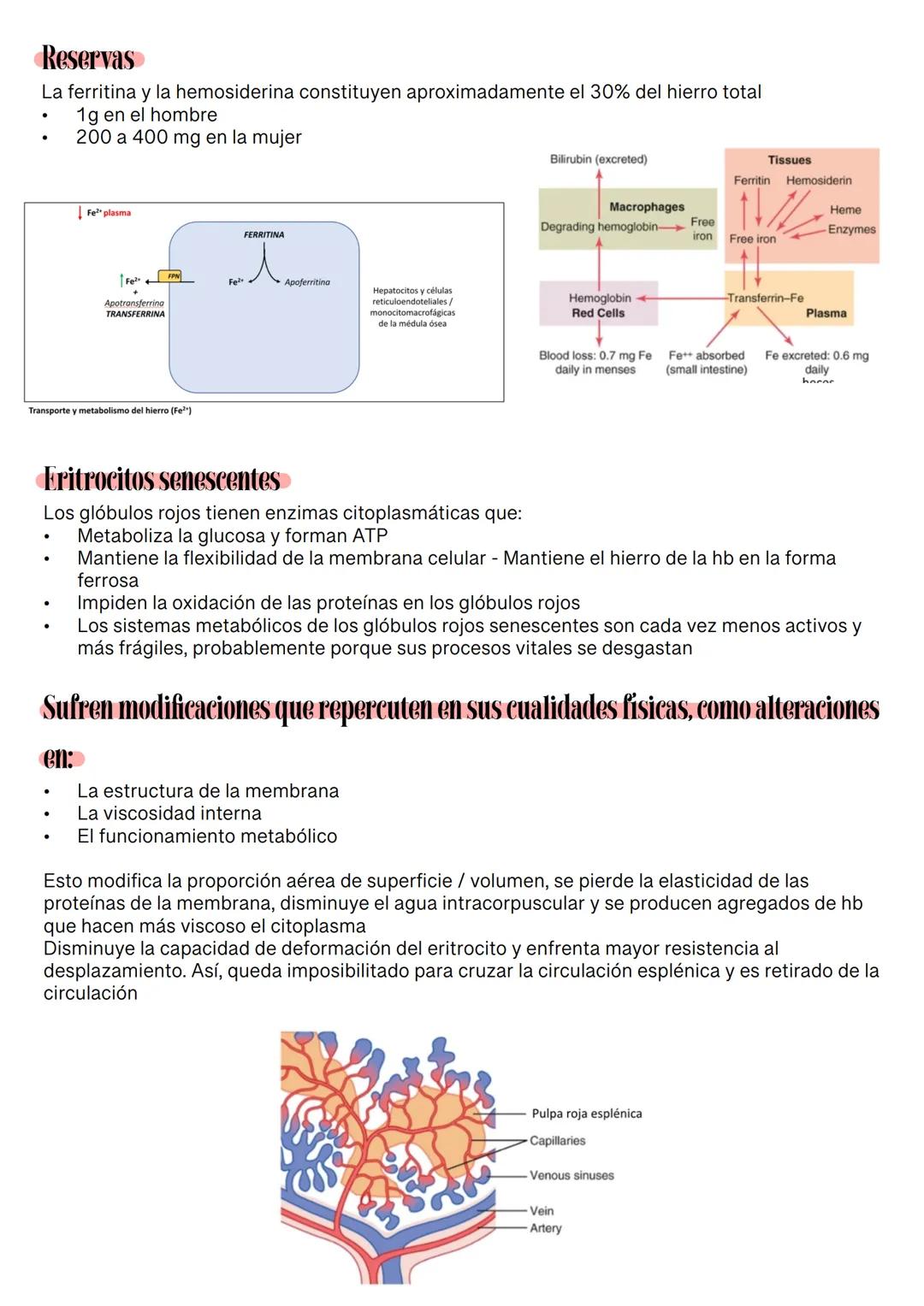 Fisiología de la Sangre
La sangre es un tejido que fluye por todo el sistema. El plasma está constituido en un 92% de
agua lo cual hace que