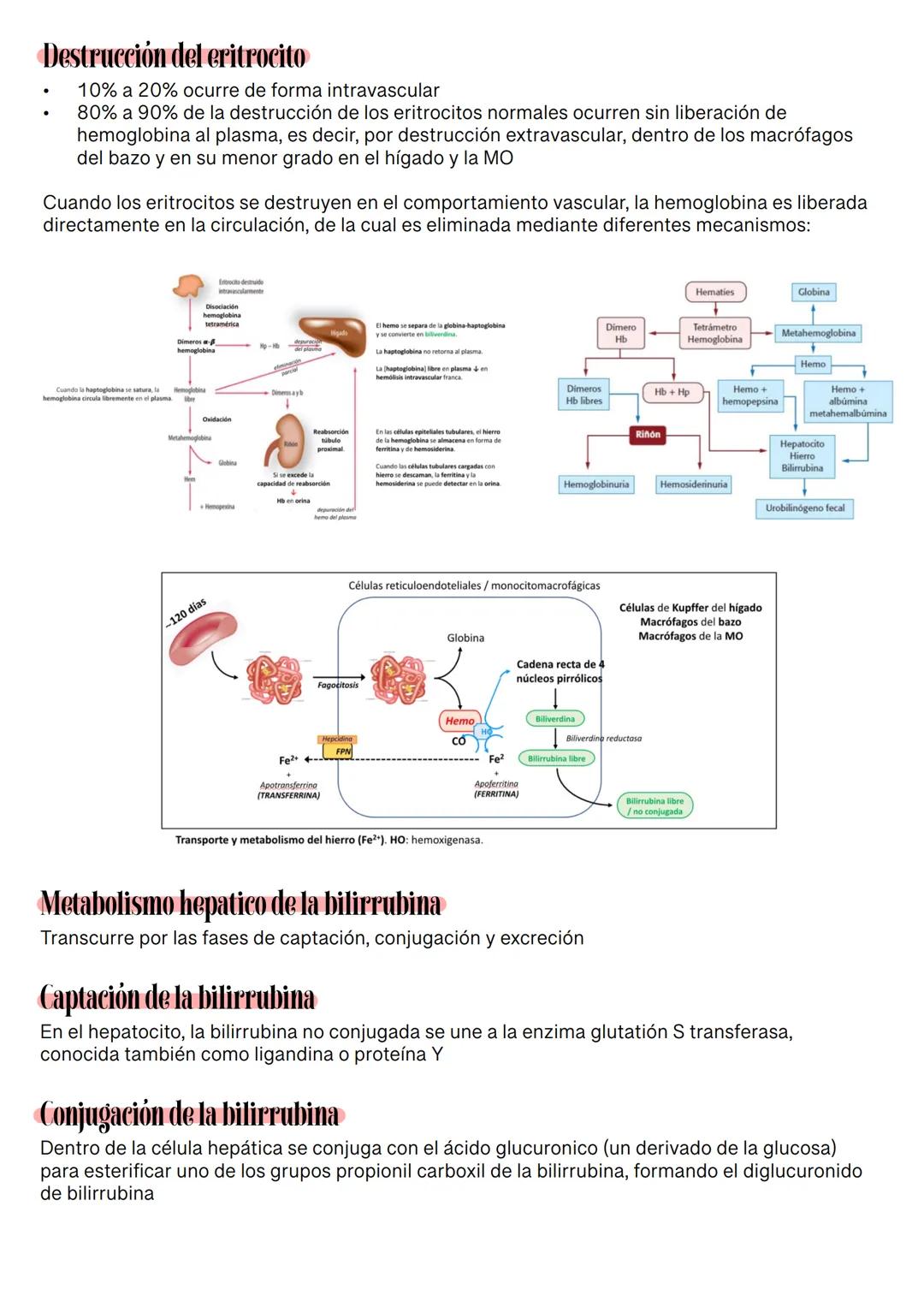 Fisiología de la Sangre
La sangre es un tejido que fluye por todo el sistema. El plasma está constituido en un 92% de
agua lo cual hace que