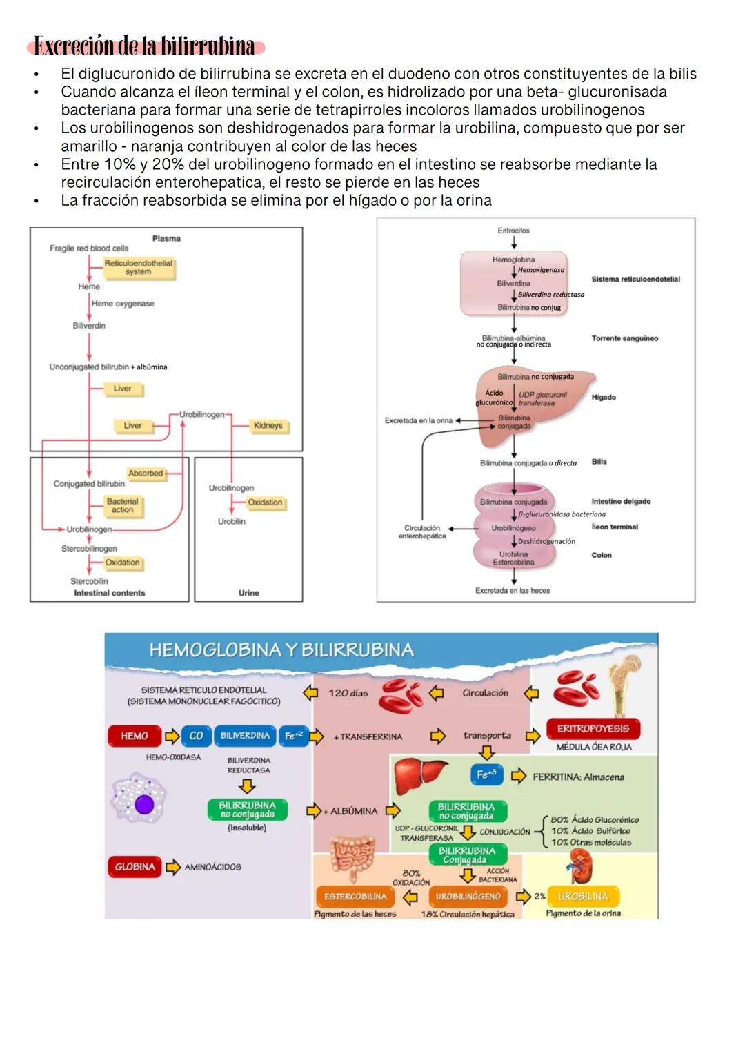Fisiología de la Sangre
La sangre es un tejido que fluye por todo el sistema. El plasma está constituido en un 92% de
agua lo cual hace que