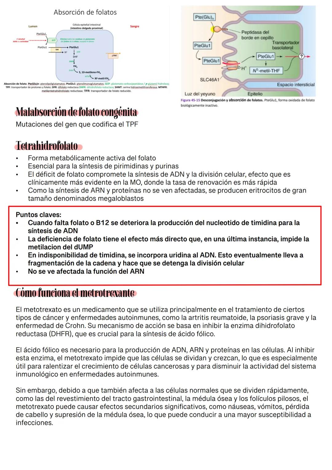 Fisiología de la Sangre
La sangre es un tejido que fluye por todo el sistema. El plasma está constituido en un 92% de
agua lo cual hace que