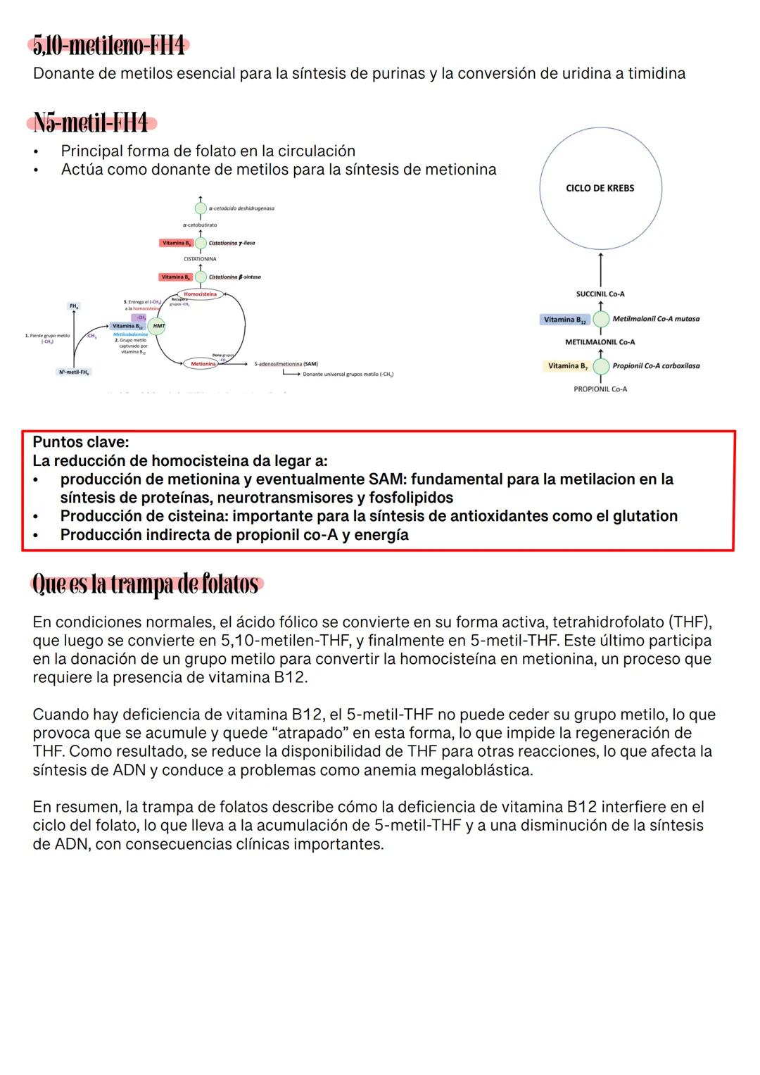 Fisiología de la Sangre
La sangre es un tejido que fluye por todo el sistema. El plasma está constituido en un 92% de
agua lo cual hace que