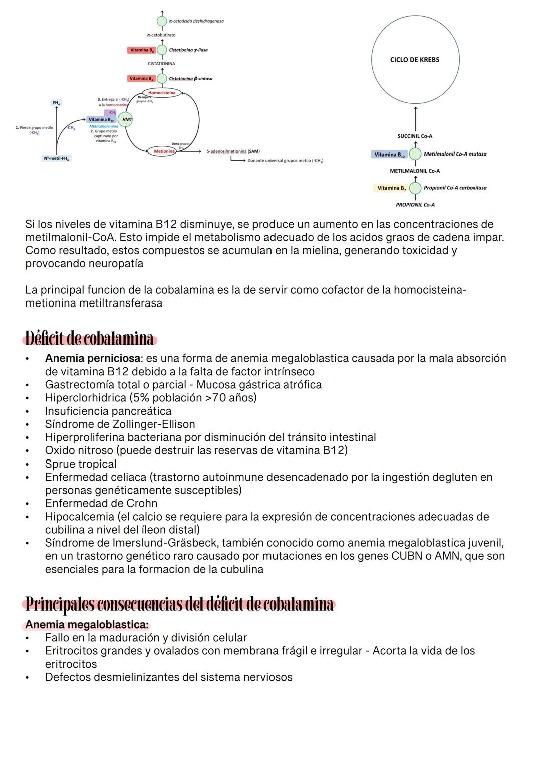 Fisiología de la Sangre
La sangre es un tejido que fluye por todo el sistema. El plasma está constituido en un 92% de
agua lo cual hace que