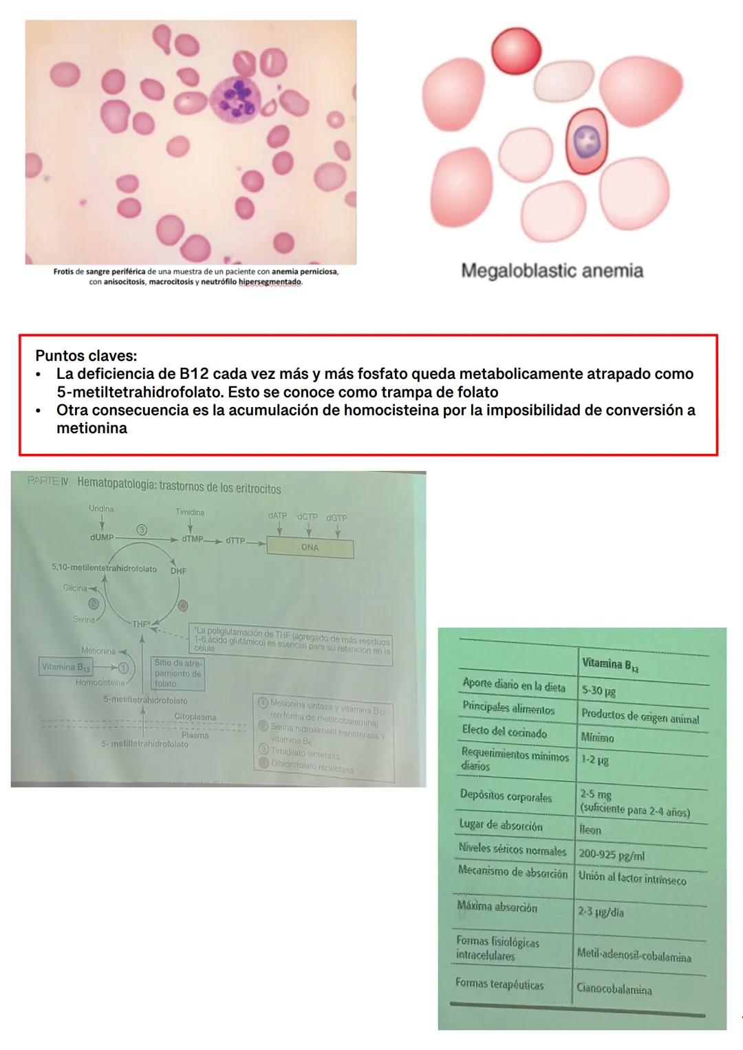 Fisiología de la Sangre
La sangre es un tejido que fluye por todo el sistema. El plasma está constituido en un 92% de
agua lo cual hace que