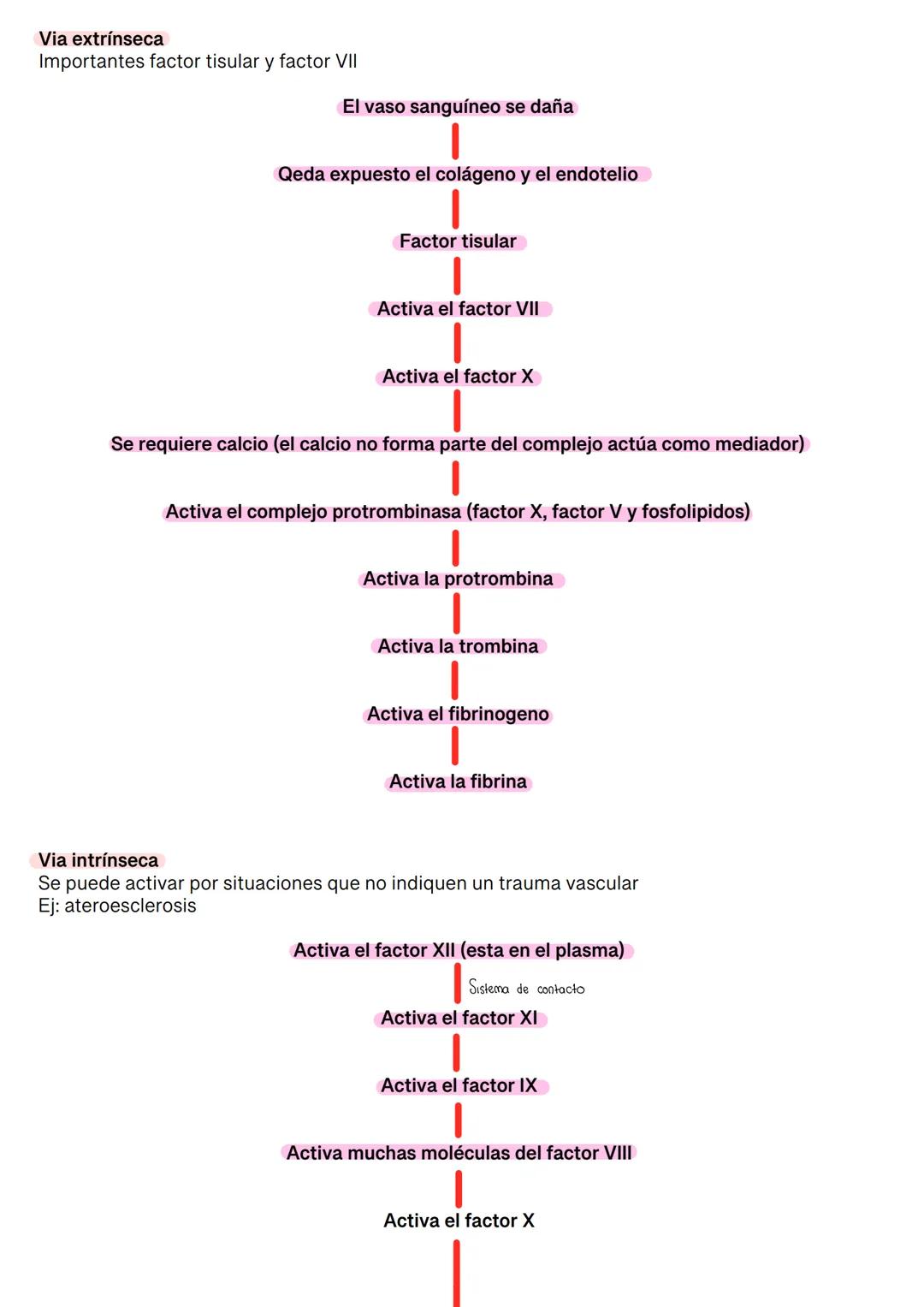 Fisiología de la Sangre
La sangre es un tejido que fluye por todo el sistema. El plasma está constituido en un 92% de
agua lo cual hace que