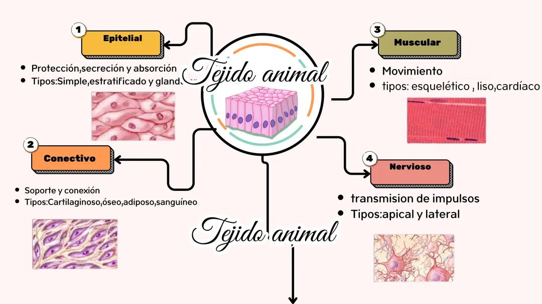Tejido animal y vegetal