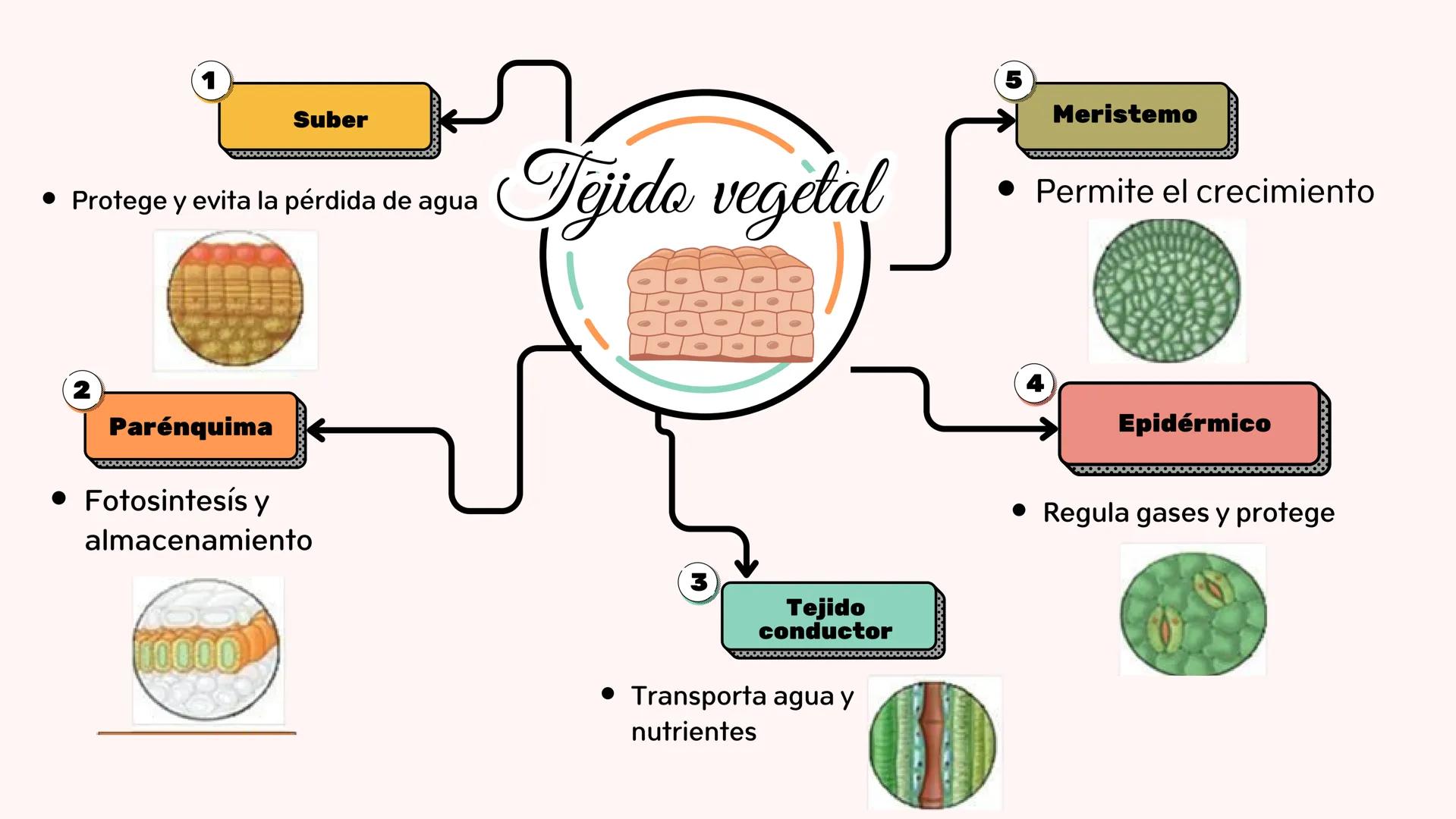 •
•
2
1
Epitelial
Protección, secreción y absorción
Tipos:Simple, estratificado y gland
Conectivo
Tejido animal
3
Muscular
• Movimiento
• ti
