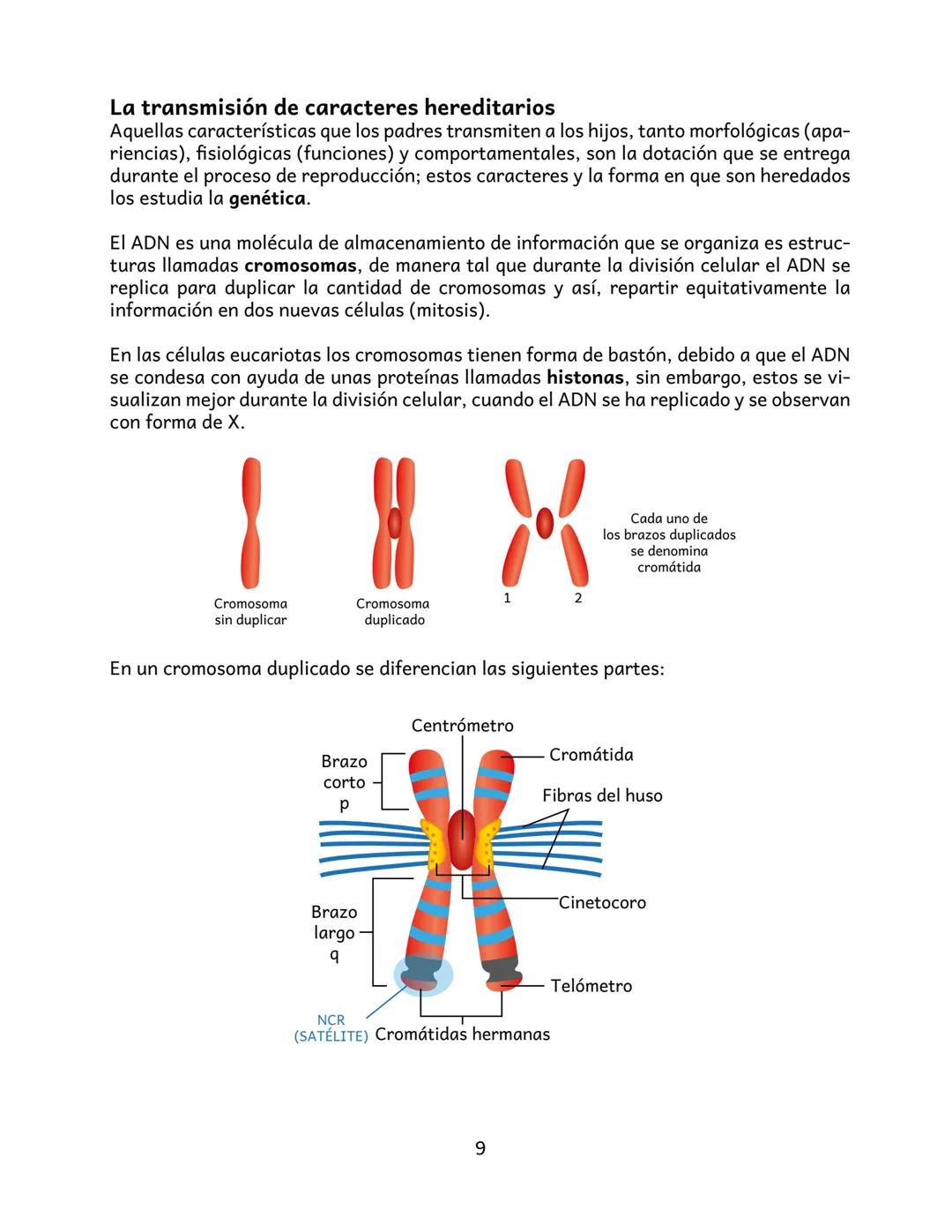 La herencia
La herencia se refiere a la capacidad de los seres vivos de transmitir la información
genética (ADN) guardada el núcleo celular,