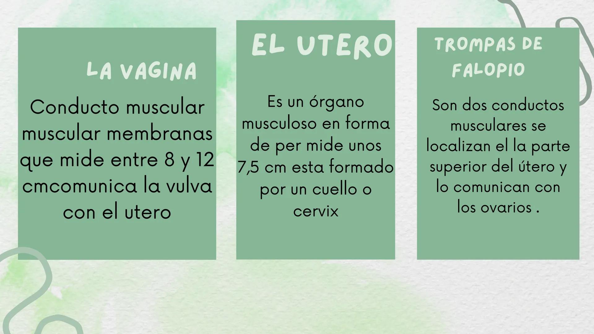 # ANATOMÍA DEL SISTEMA
# REPRODUCTOR
# FEMENINO
Mabel Yineth castellanos # INTRODUCCIÓN:
Esta conformado por estructuras y órganos estas