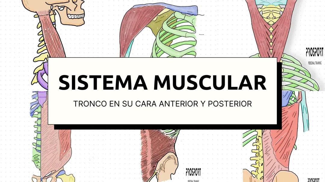 Sistema muscular troncal