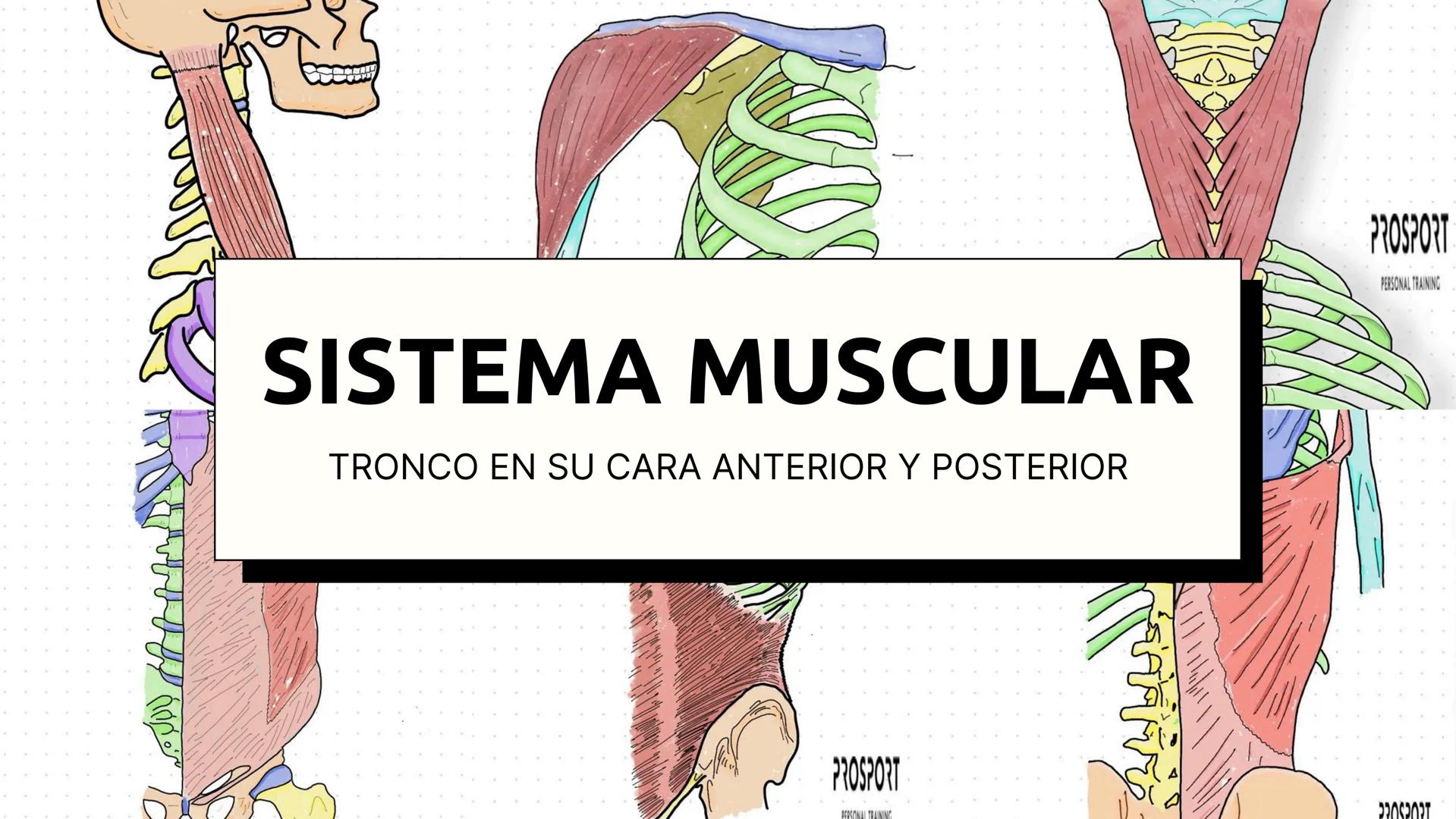 SISTEMA MUSCULAR
TRONCO EN SU CARA ANTERIOR Y POSTERIOR
PROSPORT
PERSONAL TRAINING
PROSPORT
PERSONAL TRAINING ¿Qué es el sistema
muscular?
C