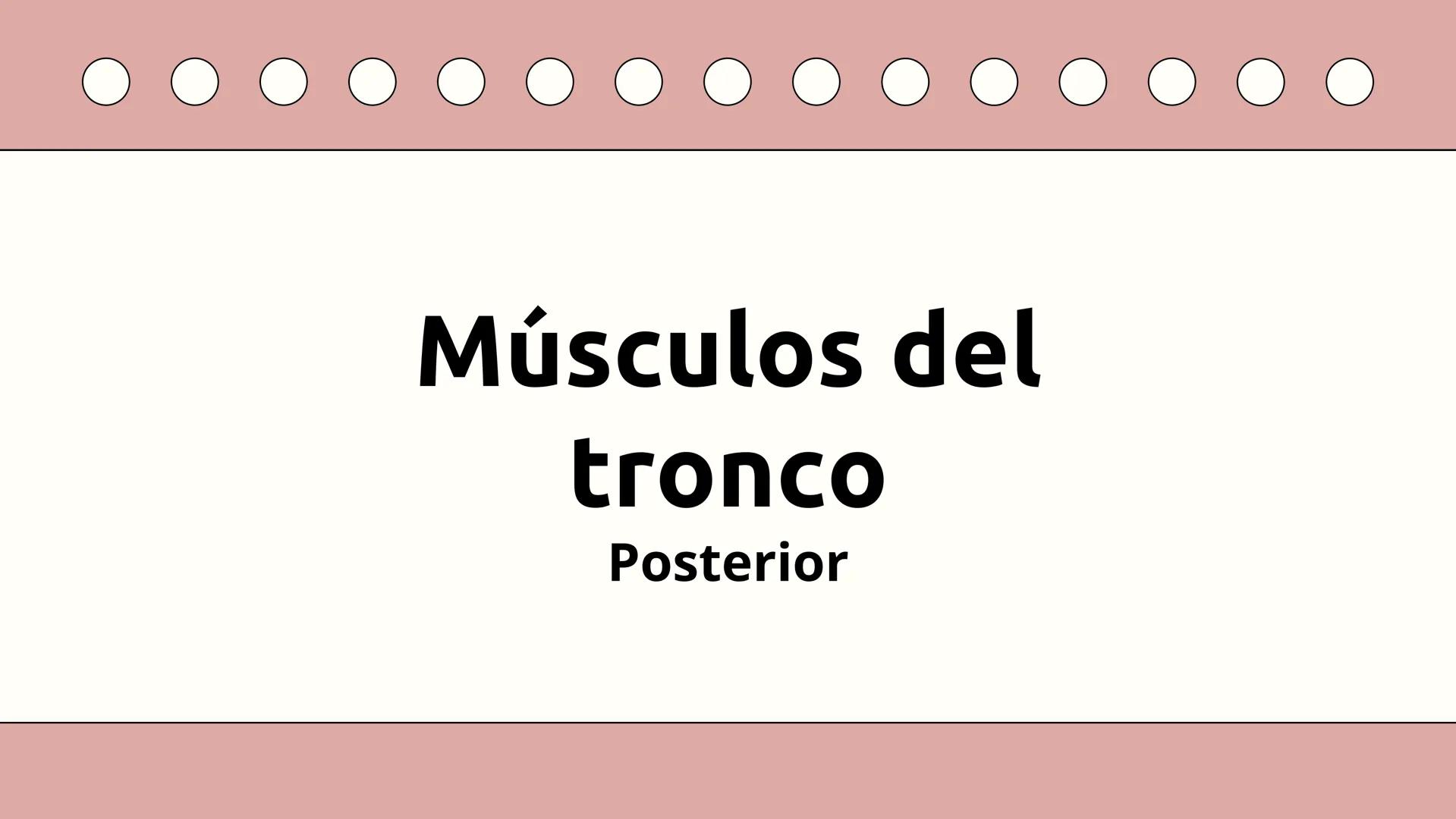 SISTEMA MUSCULAR
TRONCO EN SU CARA ANTERIOR Y POSTERIOR
PROSPORT
PERSONAL TRAINING
PROSPORT
PERSONAL TRAINING ¿Qué es el sistema
muscular?
C