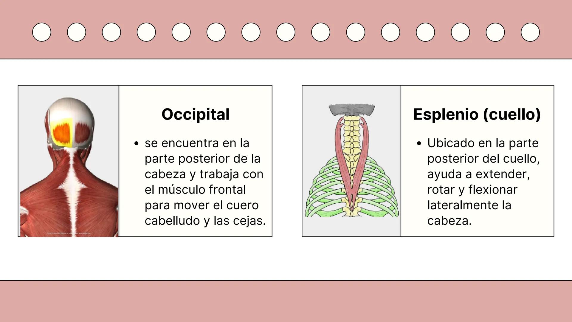 SISTEMA MUSCULAR
TRONCO EN SU CARA ANTERIOR Y POSTERIOR
PROSPORT
PERSONAL TRAINING
PROSPORT
PERSONAL TRAINING ¿Qué es el sistema
muscular?
C
