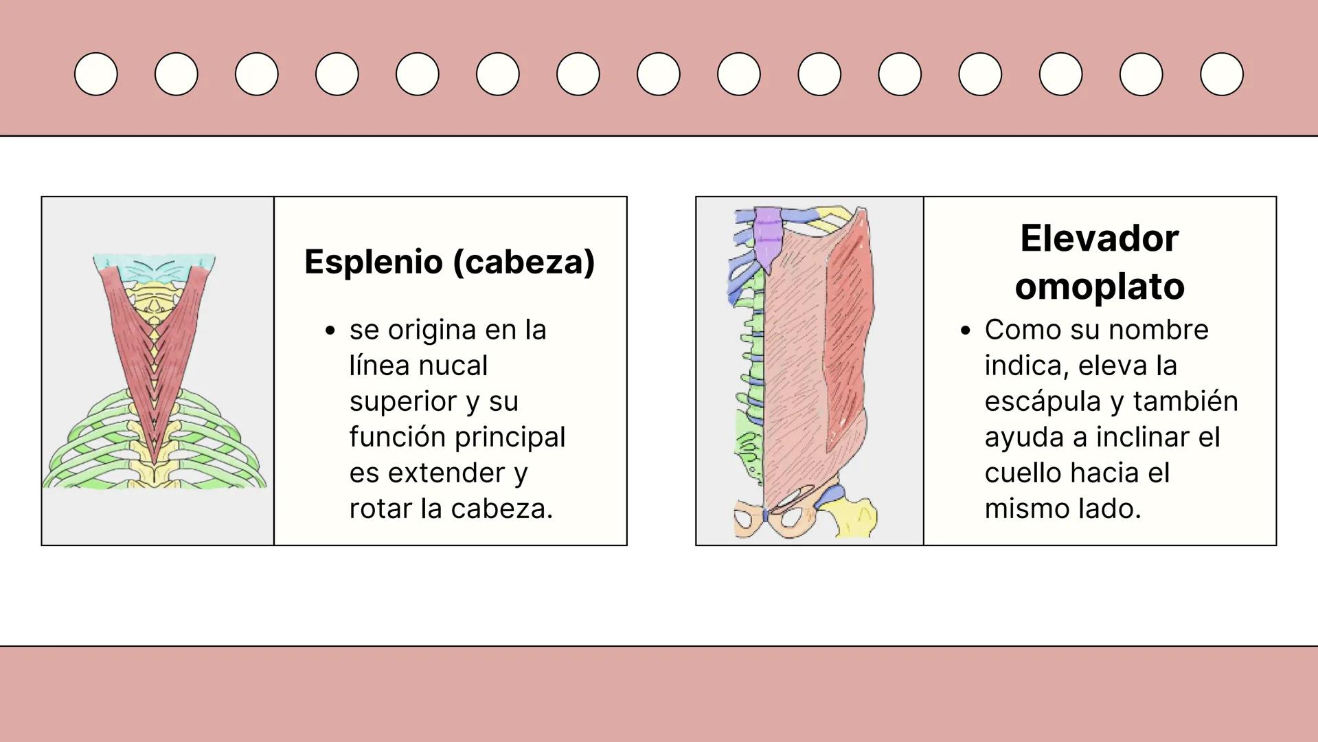 SISTEMA MUSCULAR
TRONCO EN SU CARA ANTERIOR Y POSTERIOR
PROSPORT
PERSONAL TRAINING
PROSPORT
PERSONAL TRAINING ¿Qué es el sistema
muscular?
C
