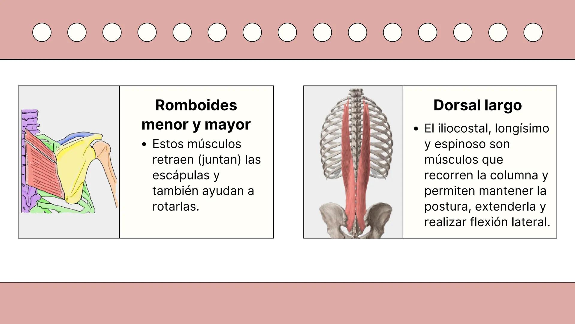 SISTEMA MUSCULAR
TRONCO EN SU CARA ANTERIOR Y POSTERIOR
PROSPORT
PERSONAL TRAINING
PROSPORT
PERSONAL TRAINING ¿Qué es el sistema
muscular?
C