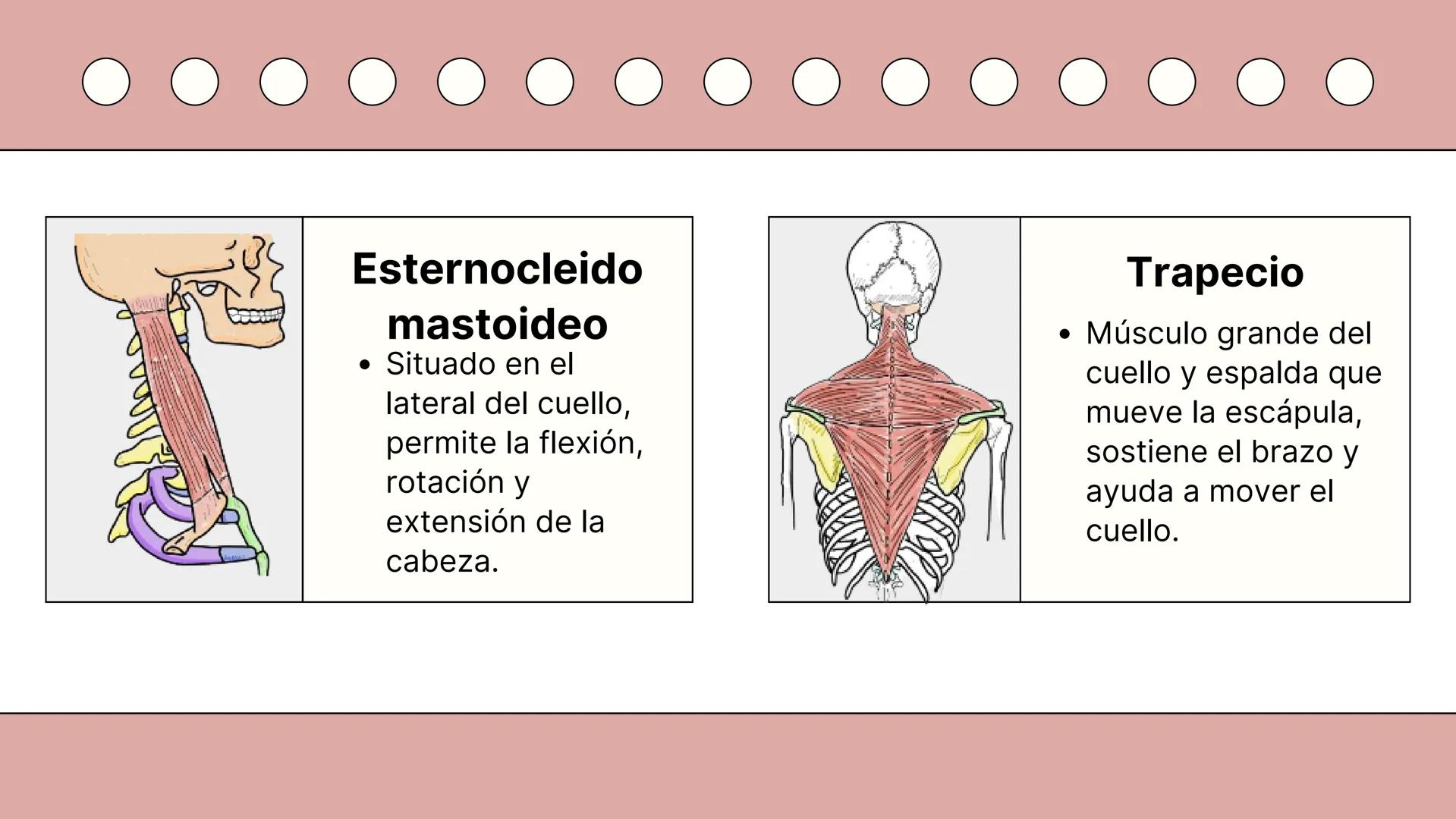SISTEMA MUSCULAR
TRONCO EN SU CARA ANTERIOR Y POSTERIOR
PROSPORT
PERSONAL TRAINING
PROSPORT
PERSONAL TRAINING ¿Qué es el sistema
muscular?
C