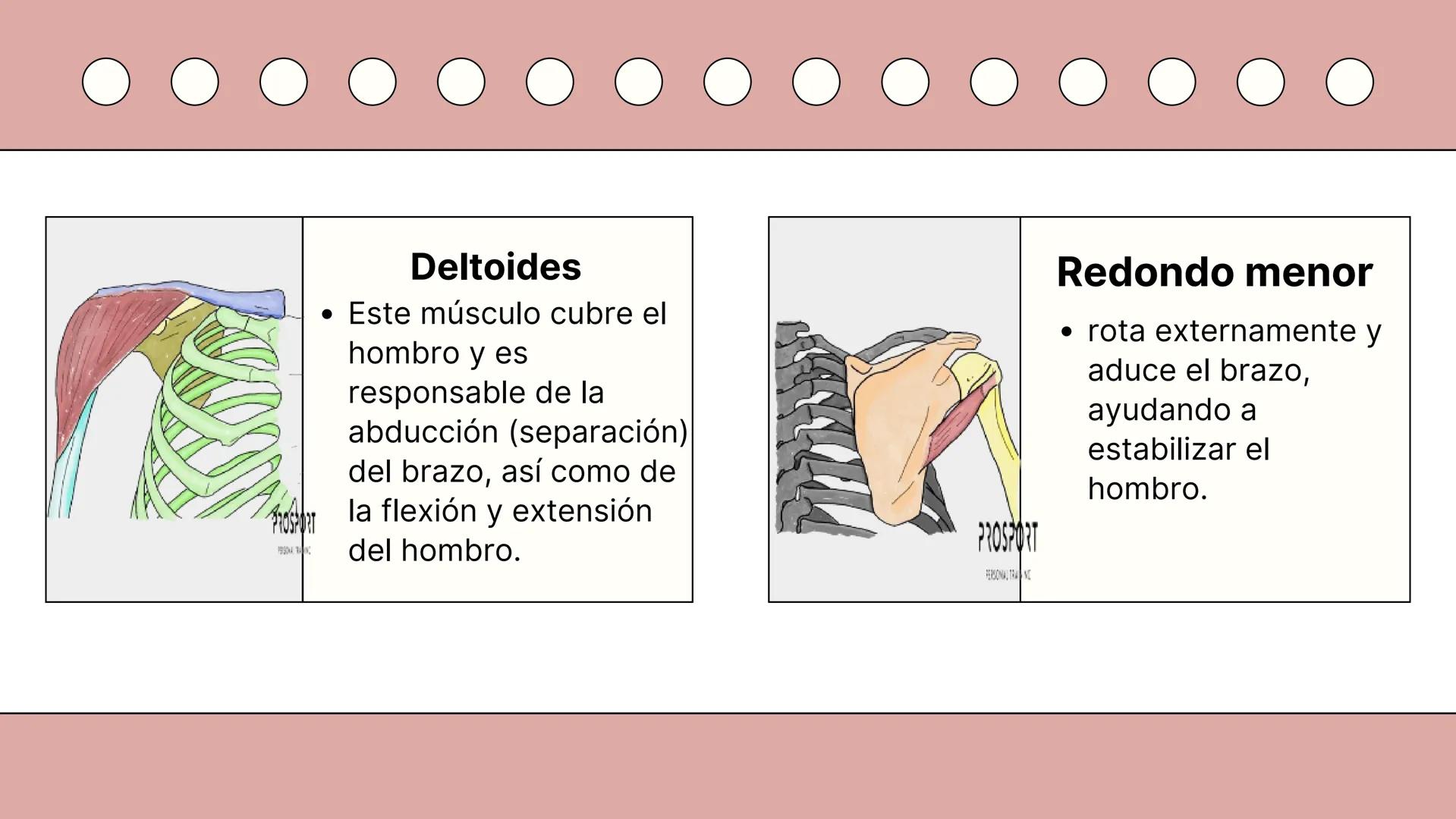 SISTEMA MUSCULAR
TRONCO EN SU CARA ANTERIOR Y POSTERIOR
PROSPORT
PERSONAL TRAINING
PROSPORT
PERSONAL TRAINING ¿Qué es el sistema
muscular?
C