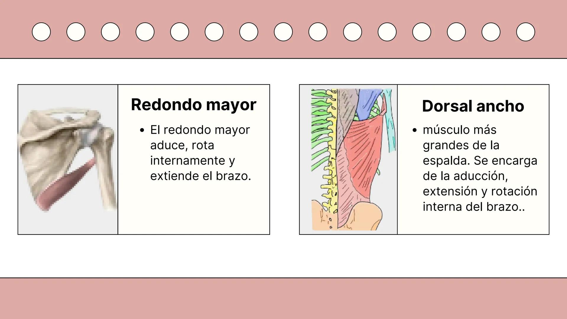 SISTEMA MUSCULAR
TRONCO EN SU CARA ANTERIOR Y POSTERIOR
PROSPORT
PERSONAL TRAINING
PROSPORT
PERSONAL TRAINING ¿Qué es el sistema
muscular?
C