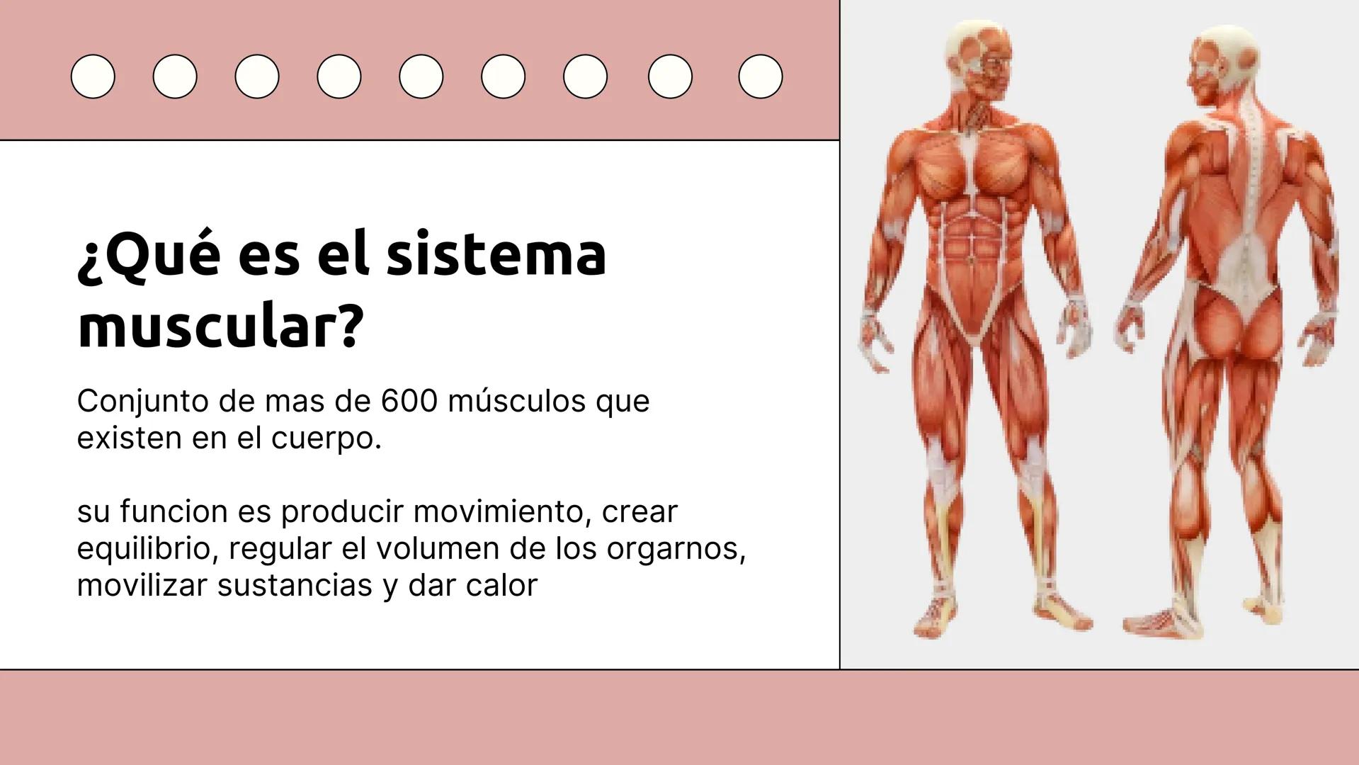 SISTEMA MUSCULAR
TRONCO EN SU CARA ANTERIOR Y POSTERIOR
PROSPORT
PERSONAL TRAINING
PROSPORT
PERSONAL TRAINING ¿Qué es el sistema
muscular?
C