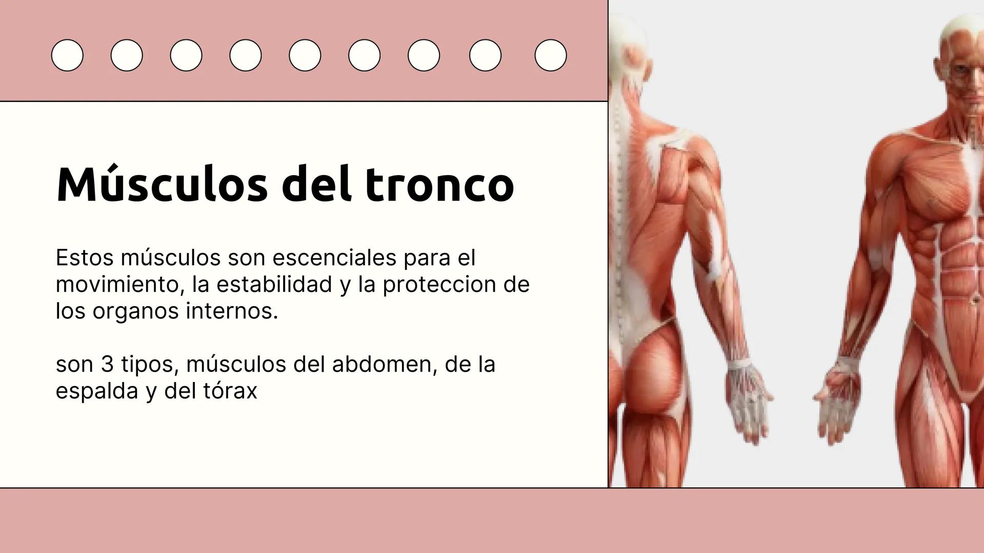 SISTEMA MUSCULAR
TRONCO EN SU CARA ANTERIOR Y POSTERIOR
PROSPORT
PERSONAL TRAINING
PROSPORT
PERSONAL TRAINING ¿Qué es el sistema
muscular?
C
