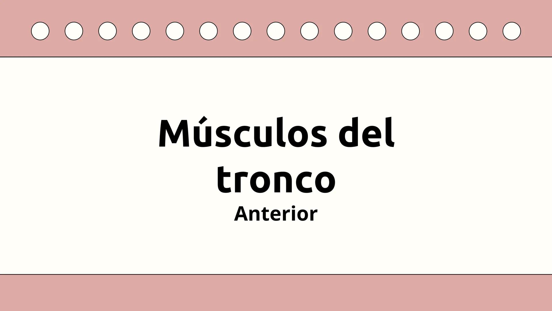 SISTEMA MUSCULAR
TRONCO EN SU CARA ANTERIOR Y POSTERIOR
PROSPORT
PERSONAL TRAINING
PROSPORT
PERSONAL TRAINING ¿Qué es el sistema
muscular?
C