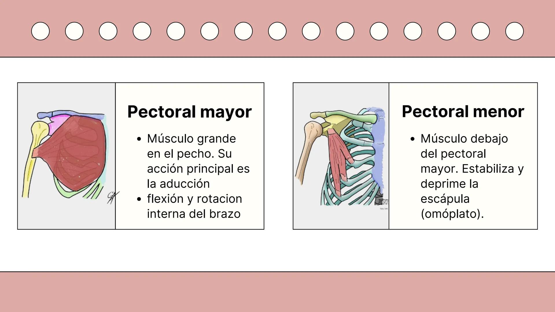 SISTEMA MUSCULAR
TRONCO EN SU CARA ANTERIOR Y POSTERIOR
PROSPORT
PERSONAL TRAINING
PROSPORT
PERSONAL TRAINING ¿Qué es el sistema
muscular?
C