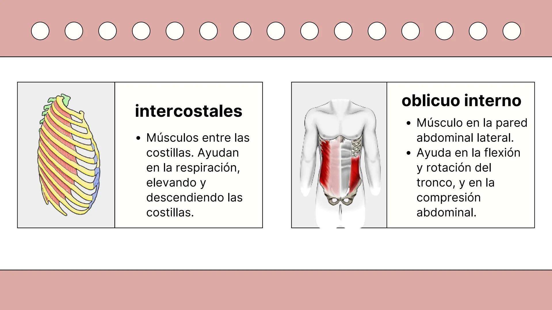 SISTEMA MUSCULAR
TRONCO EN SU CARA ANTERIOR Y POSTERIOR
PROSPORT
PERSONAL TRAINING
PROSPORT
PERSONAL TRAINING ¿Qué es el sistema
muscular?
C