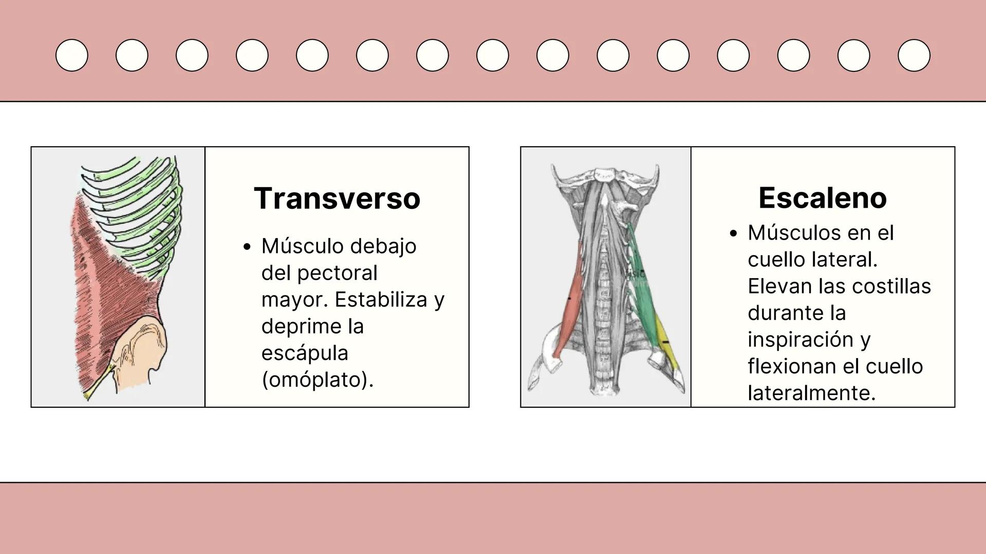SISTEMA MUSCULAR
TRONCO EN SU CARA ANTERIOR Y POSTERIOR
PROSPORT
PERSONAL TRAINING
PROSPORT
PERSONAL TRAINING ¿Qué es el sistema
muscular?
C