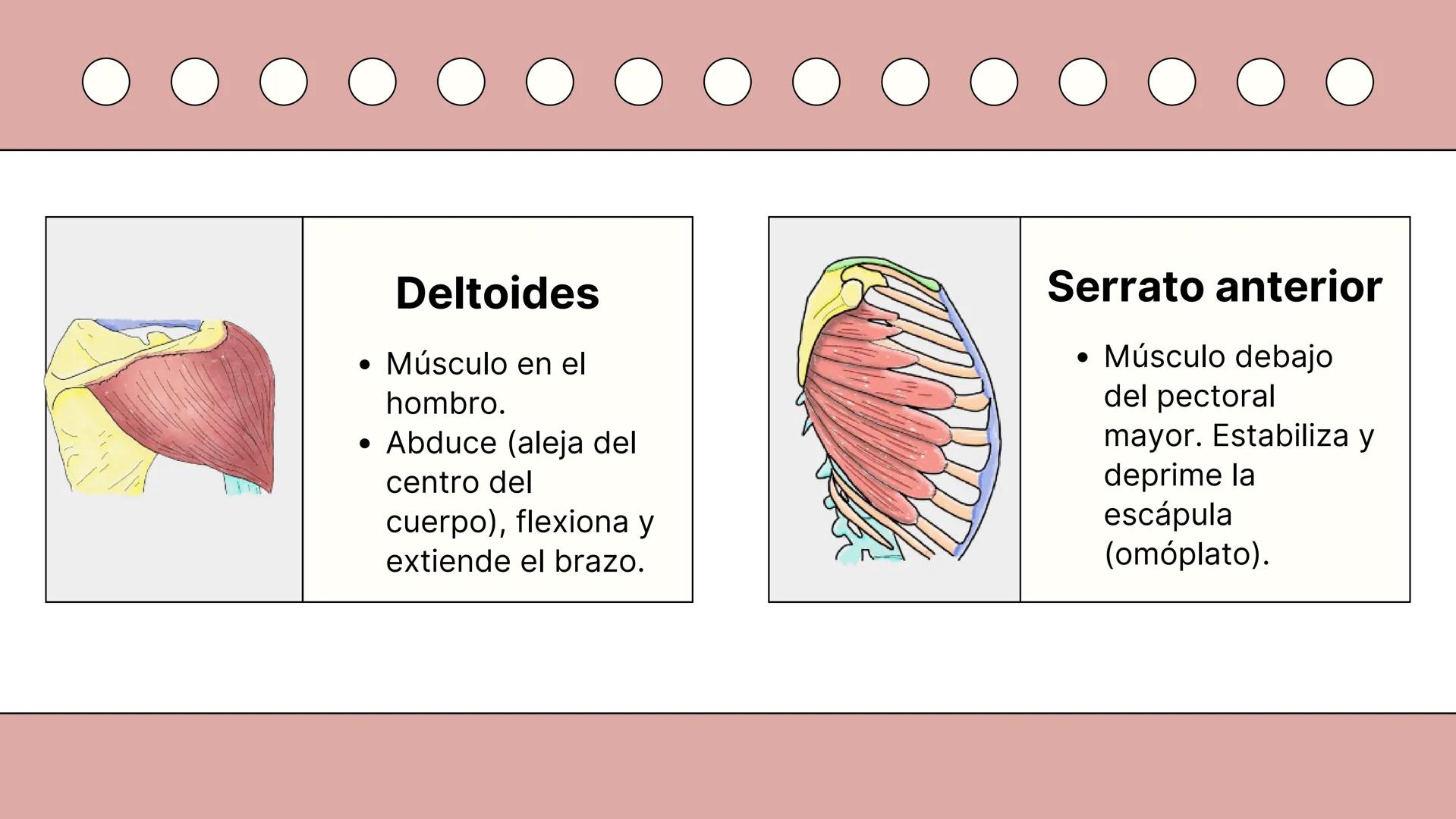 SISTEMA MUSCULAR
TRONCO EN SU CARA ANTERIOR Y POSTERIOR
PROSPORT
PERSONAL TRAINING
PROSPORT
PERSONAL TRAINING ¿Qué es el sistema
muscular?
C