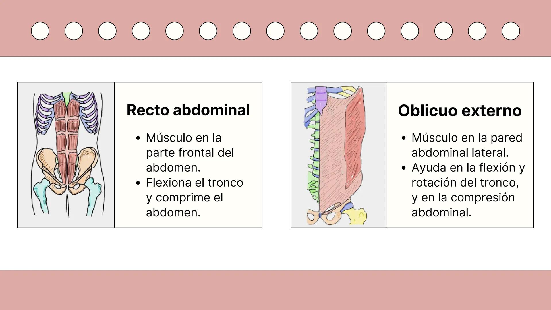 SISTEMA MUSCULAR
TRONCO EN SU CARA ANTERIOR Y POSTERIOR
PROSPORT
PERSONAL TRAINING
PROSPORT
PERSONAL TRAINING ¿Qué es el sistema
muscular?
C