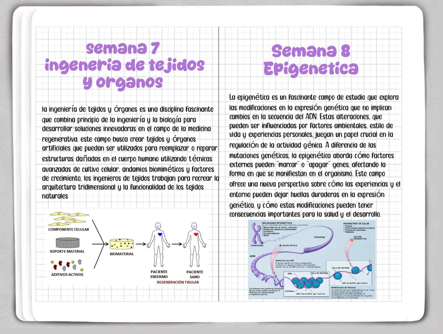 Sweet
Sweet Semana 1
Modificacion Genetica
la modificación genética, también conocida como ingeniería
genética o modificación genética, es