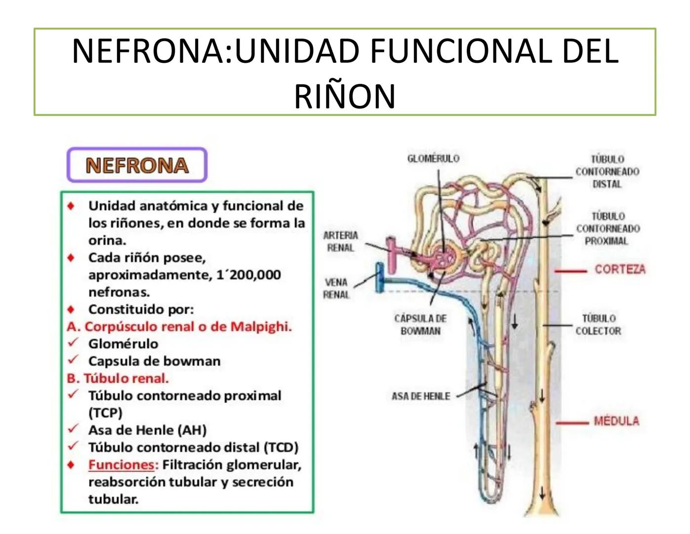 FUNCIONES
Regulación de la composición iónica de la
sangre
• Ayudan a regular los niveles plasmáticos de sodio,
potasio, calcio, cloruro y f