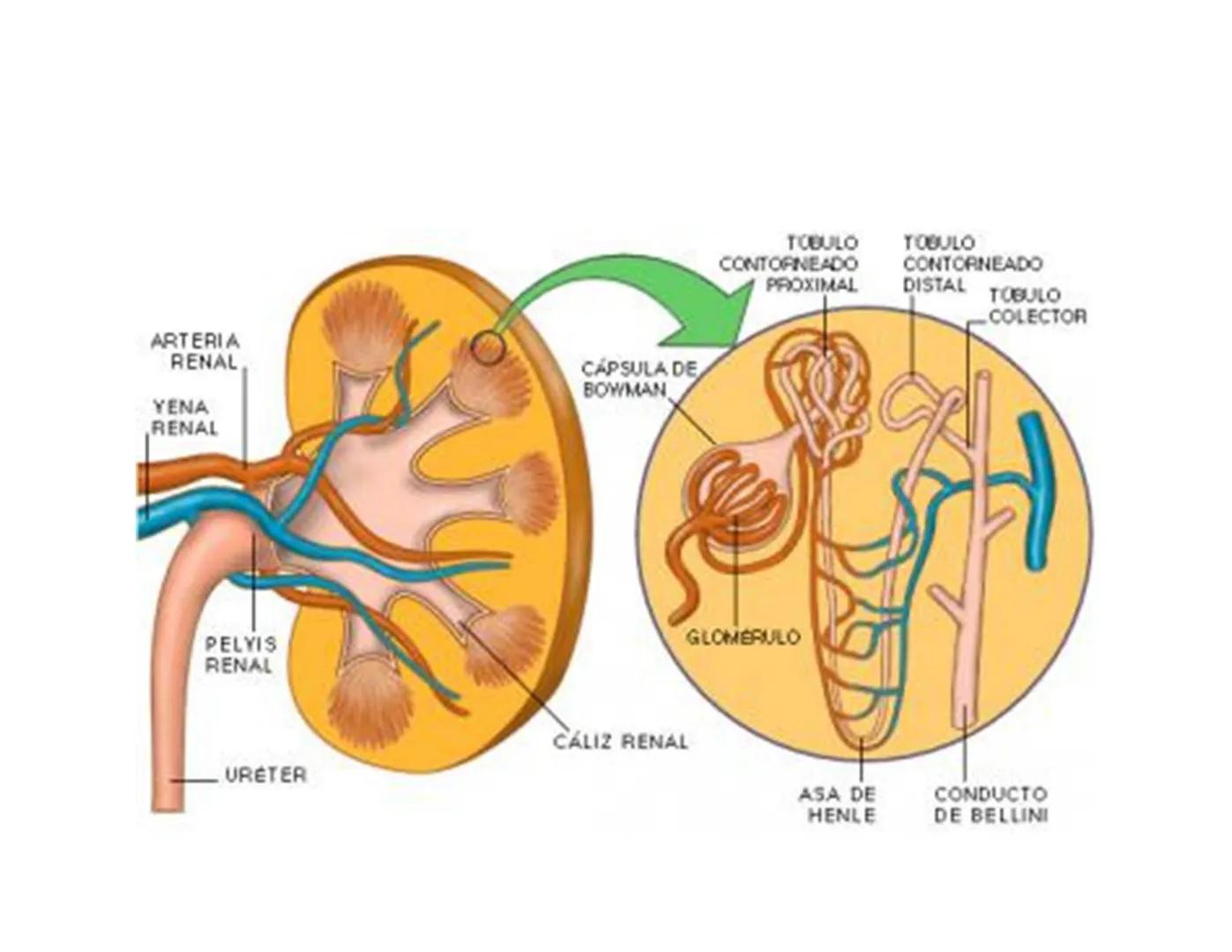 FUNCIONES
Regulación de la composición iónica de la
sangre
• Ayudan a regular los niveles plasmáticos de sodio,
potasio, calcio, cloruro y f