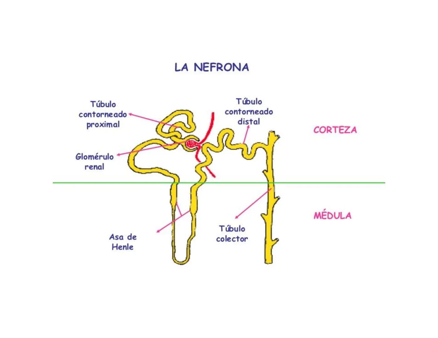FUNCIONES
Regulación de la composición iónica de la
sangre
• Ayudan a regular los niveles plasmáticos de sodio,
potasio, calcio, cloruro y f