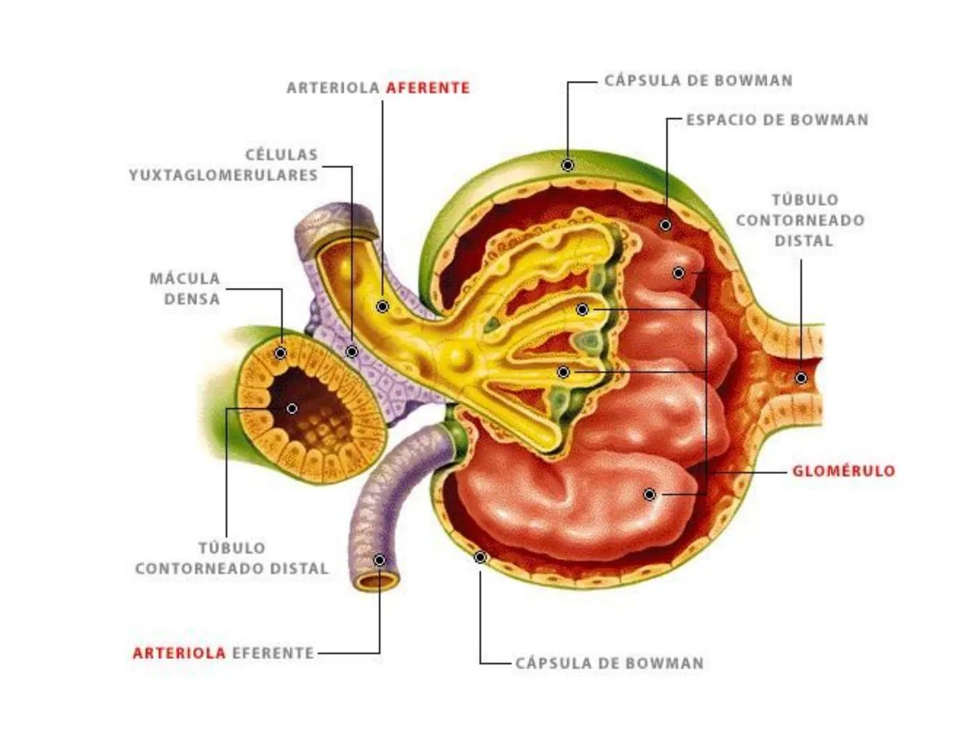 FUNCIONES
Regulación de la composición iónica de la
sangre
• Ayudan a regular los niveles plasmáticos de sodio,
potasio, calcio, cloruro y f