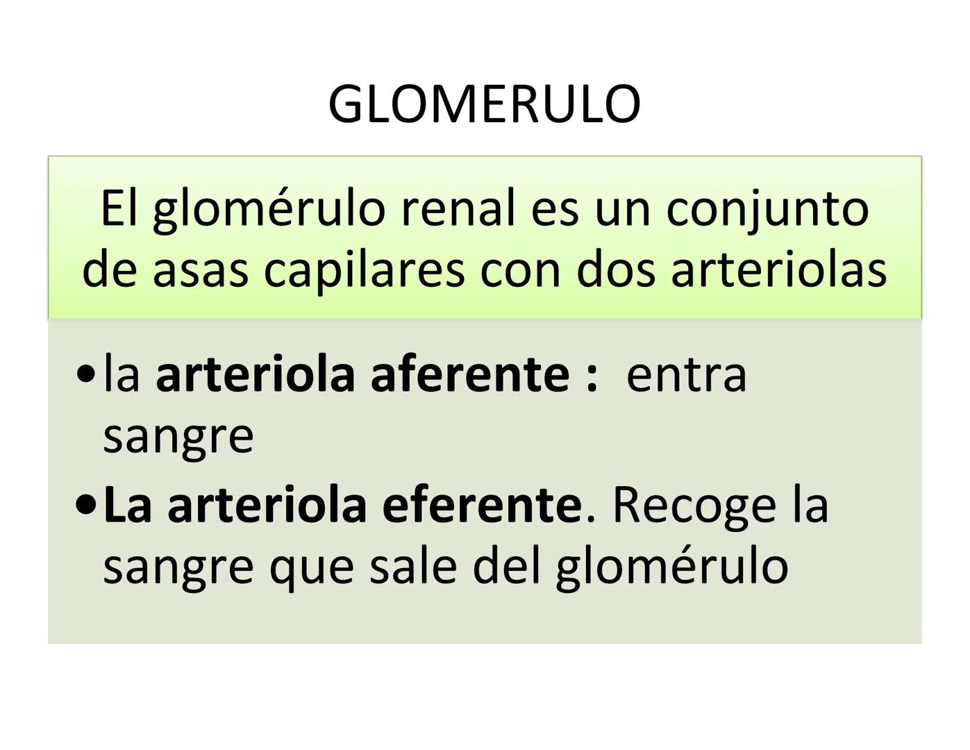 FUNCIONES
Regulación de la composición iónica de la
sangre
• Ayudan a regular los niveles plasmáticos de sodio,
potasio, calcio, cloruro y f