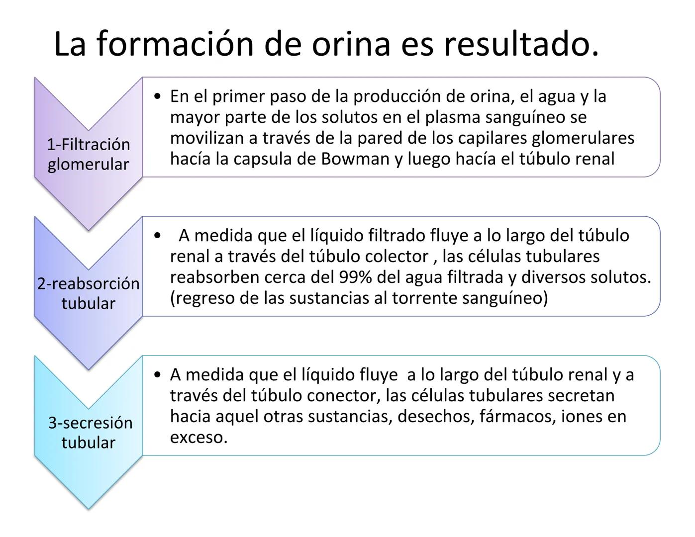 FUNCIONES
Regulación de la composición iónica de la
sangre
• Ayudan a regular los niveles plasmáticos de sodio,
potasio, calcio, cloruro y f
