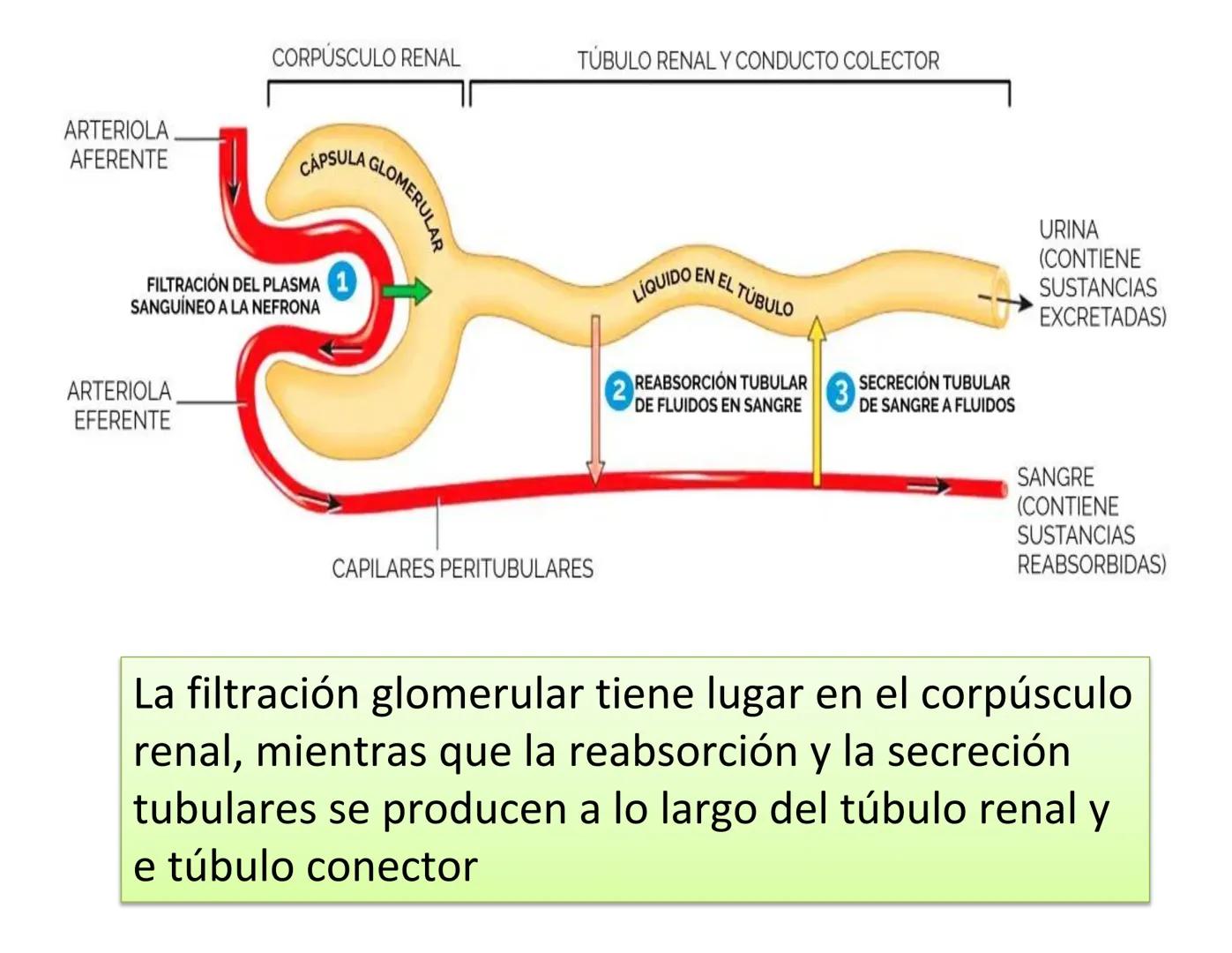 FUNCIONES
Regulación de la composición iónica de la
sangre
• Ayudan a regular los niveles plasmáticos de sodio,
potasio, calcio, cloruro y f