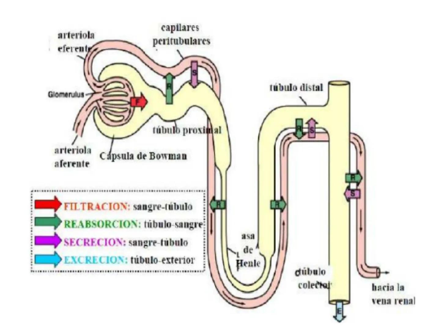 FUNCIONES
Regulación de la composición iónica de la
sangre
• Ayudan a regular los niveles plasmáticos de sodio,
potasio, calcio, cloruro y f