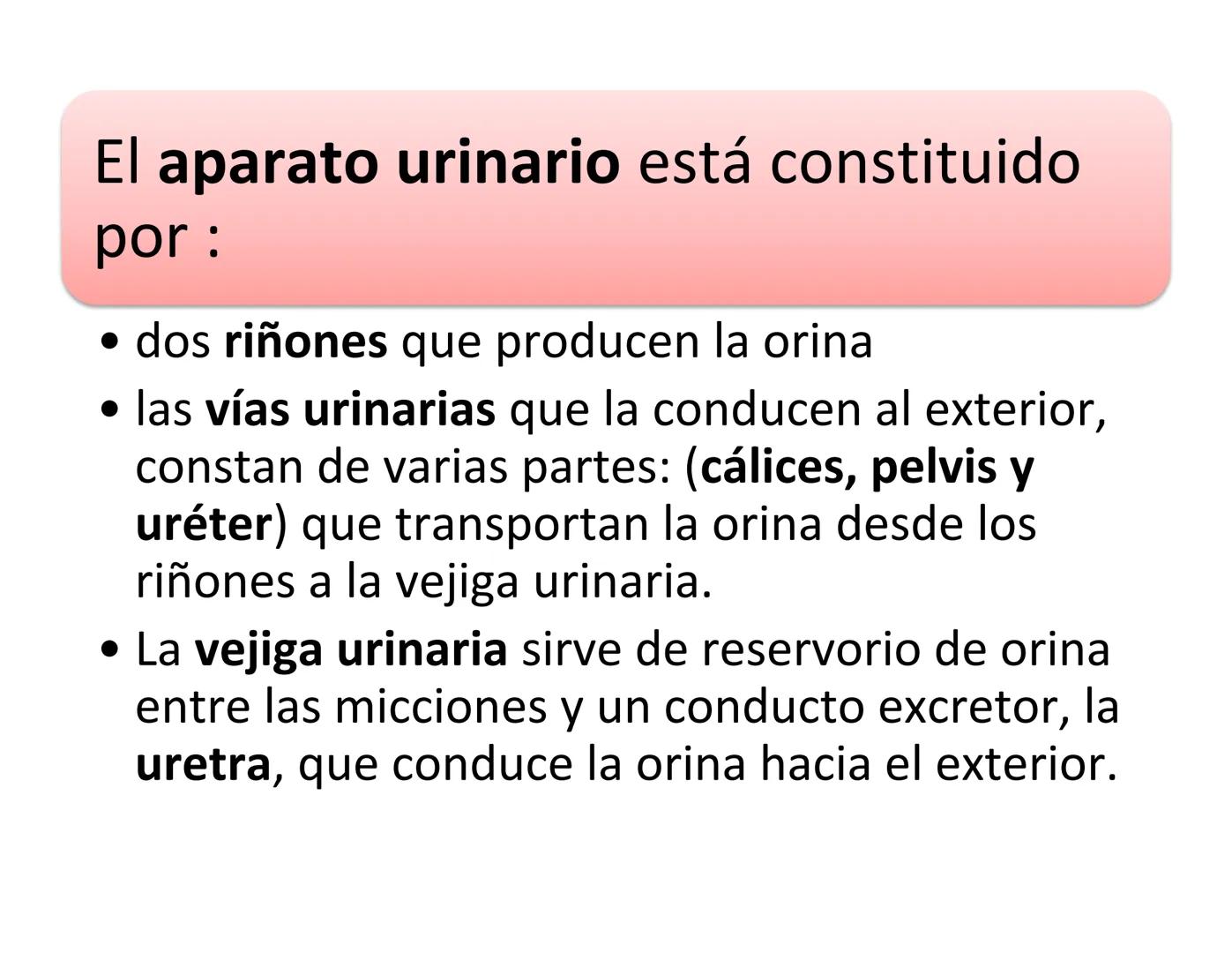 FUNCIONES
Regulación de la composición iónica de la
sangre
• Ayudan a regular los niveles plasmáticos de sodio,
potasio, calcio, cloruro y f