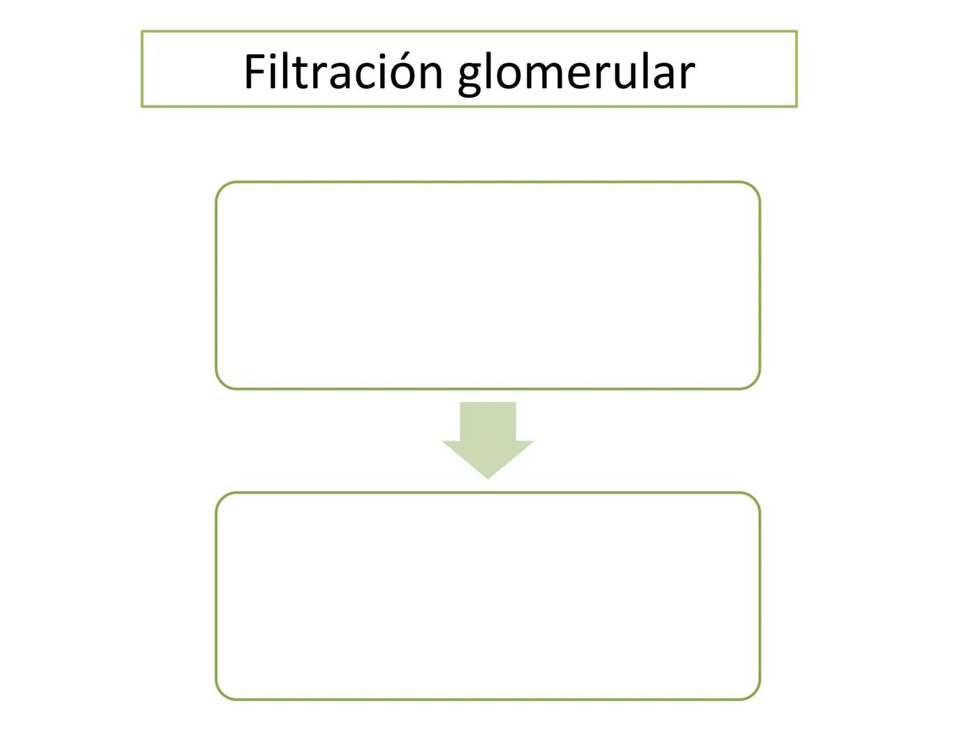 FUNCIONES
Regulación de la composición iónica de la
sangre
• Ayudan a regular los niveles plasmáticos de sodio,
potasio, calcio, cloruro y f