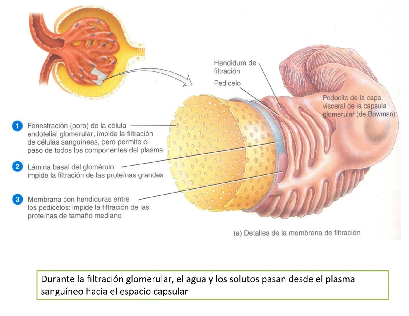 FUNCIONES
Regulación de la composición iónica de la
sangre
• Ayudan a regular los niveles plasmáticos de sodio,
potasio, calcio, cloruro y f