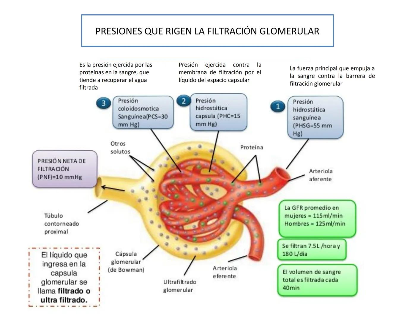 FUNCIONES
Regulación de la composición iónica de la
sangre
• Ayudan a regular los niveles plasmáticos de sodio,
potasio, calcio, cloruro y f