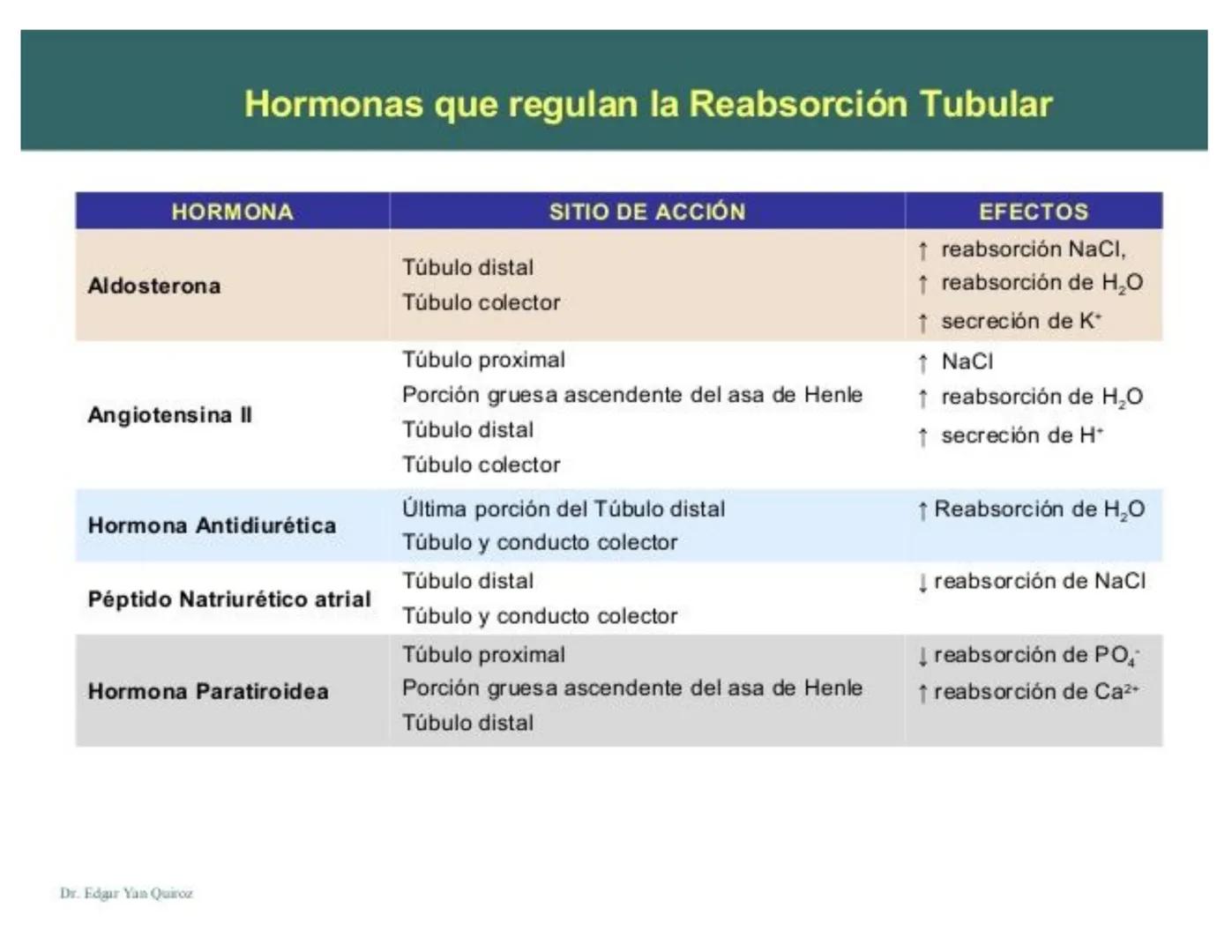 FUNCIONES
Regulación de la composición iónica de la
sangre
• Ayudan a regular los niveles plasmáticos de sodio,
potasio, calcio, cloruro y f