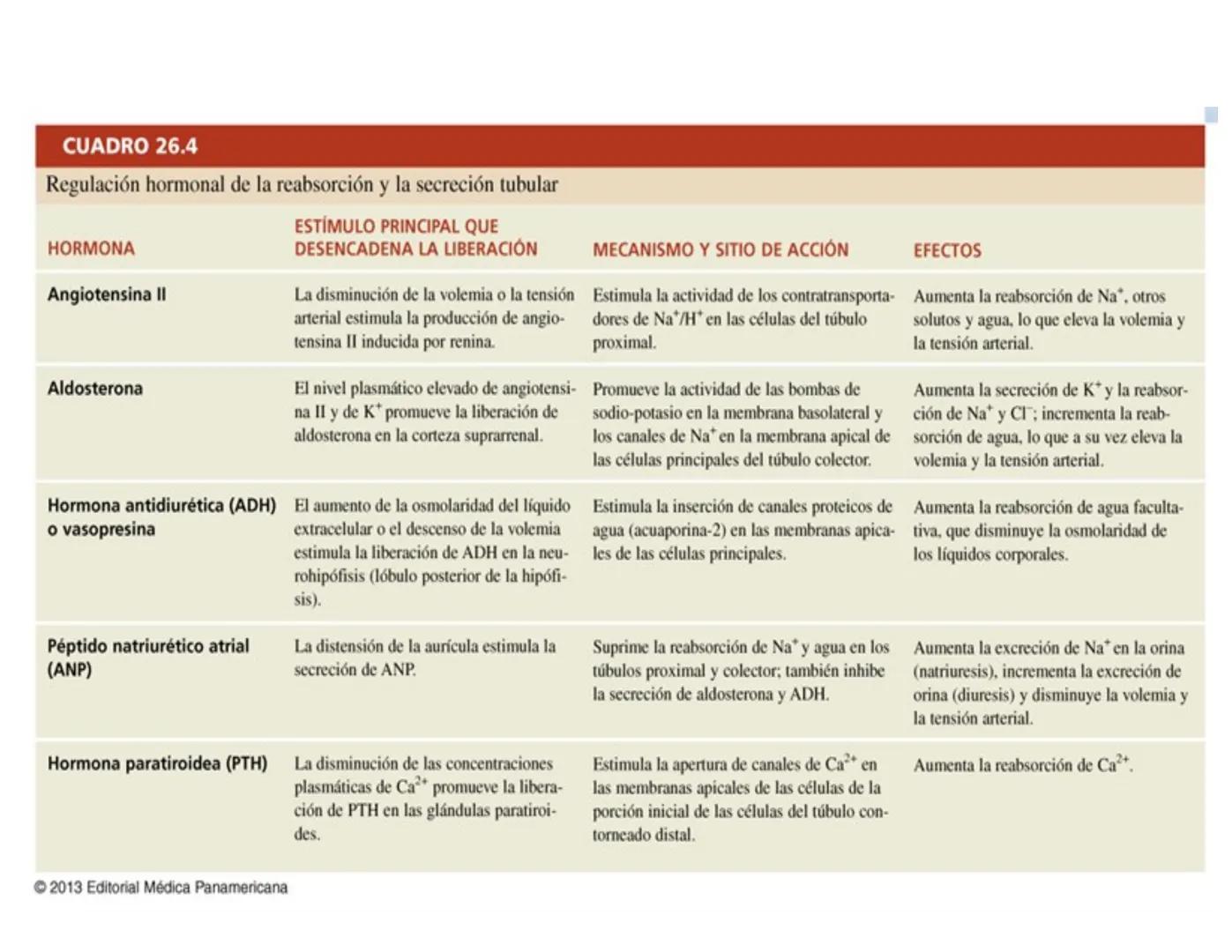 FUNCIONES
Regulación de la composición iónica de la
sangre
• Ayudan a regular los niveles plasmáticos de sodio,
potasio, calcio, cloruro y f