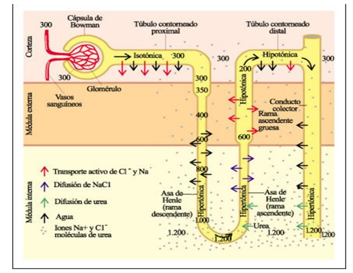 FUNCIONES
Regulación de la composición iónica de la
sangre
• Ayudan a regular los niveles plasmáticos de sodio,
potasio, calcio, cloruro y f