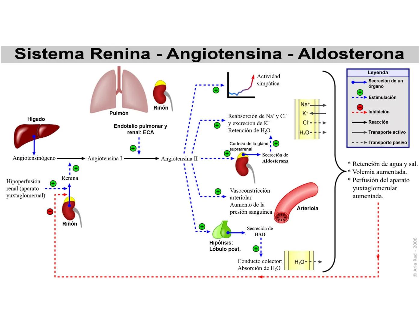 FUNCIONES
Regulación de la composición iónica de la
sangre
• Ayudan a regular los niveles plasmáticos de sodio,
potasio, calcio, cloruro y f