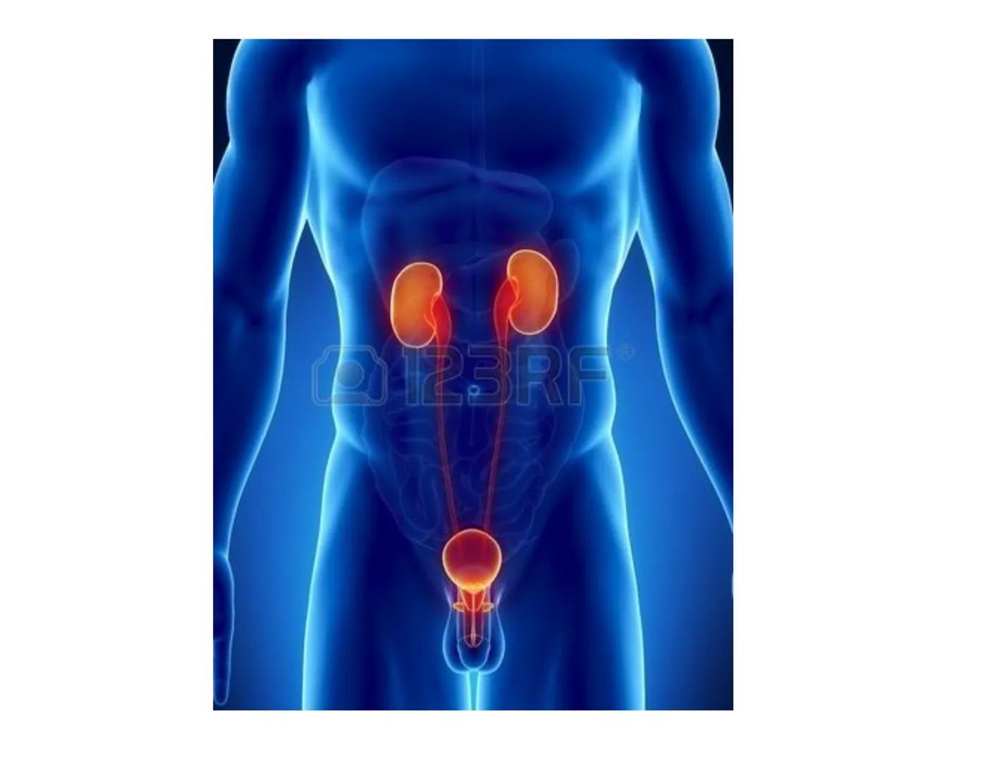 FUNCIONES
Regulación de la composición iónica de la
sangre
• Ayudan a regular los niveles plasmáticos de sodio,
potasio, calcio, cloruro y f