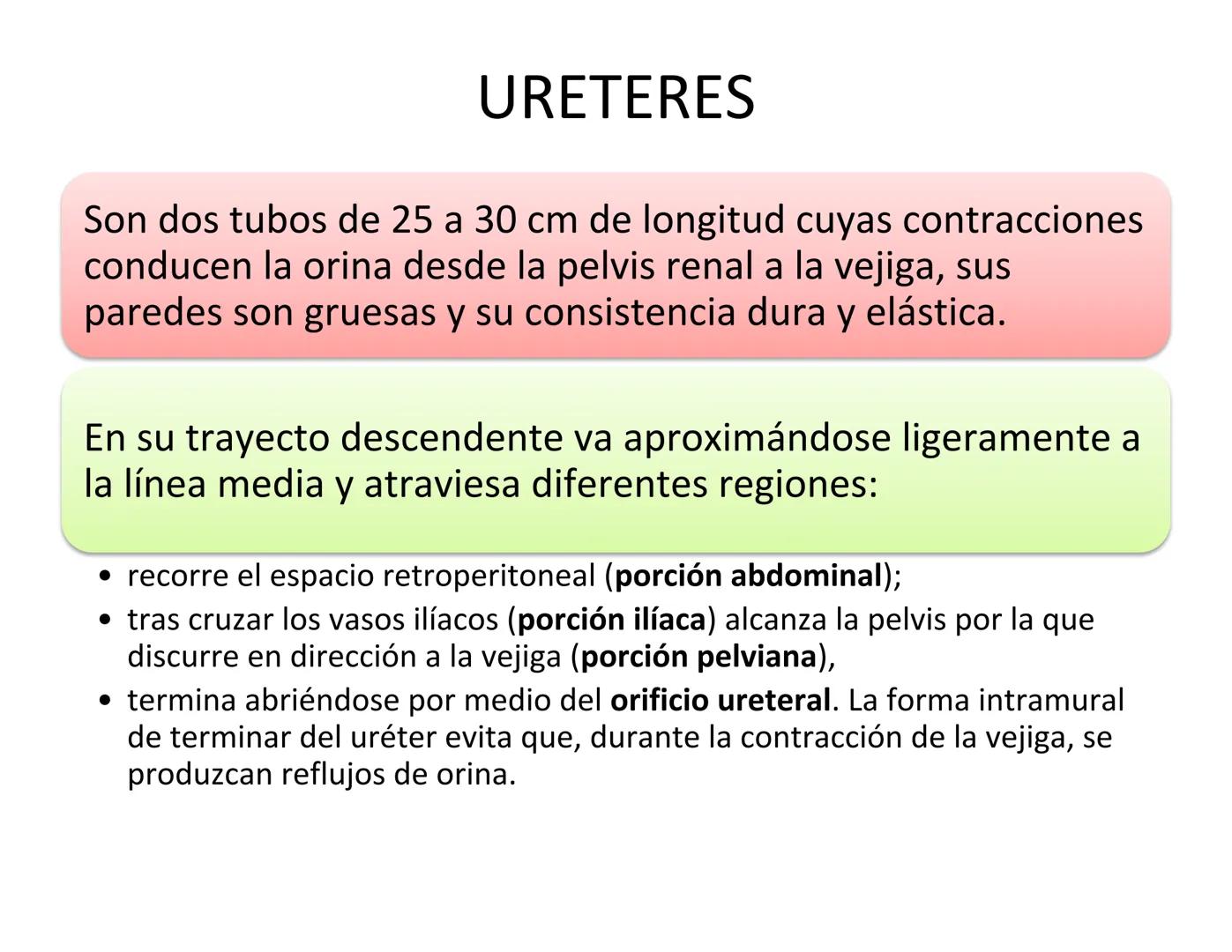FUNCIONES
Regulación de la composición iónica de la
sangre
• Ayudan a regular los niveles plasmáticos de sodio,
potasio, calcio, cloruro y f